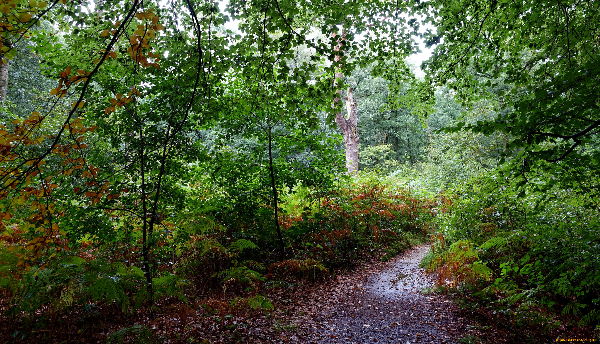 природа, дороги, тракт