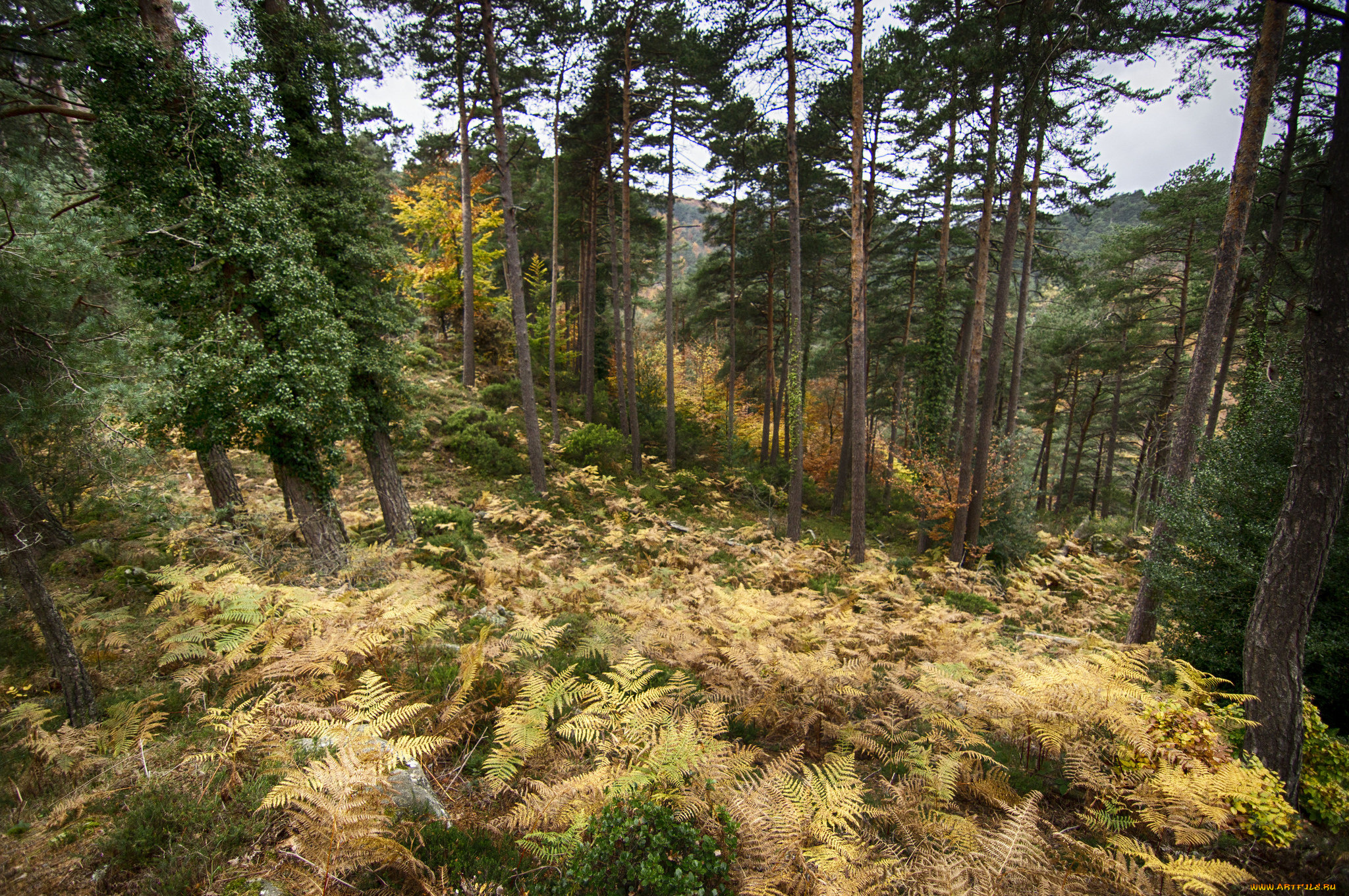 природа, лес, деревья