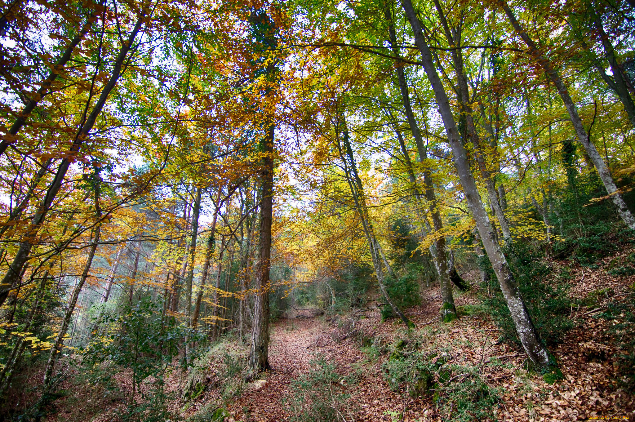 природа, лес, деревья