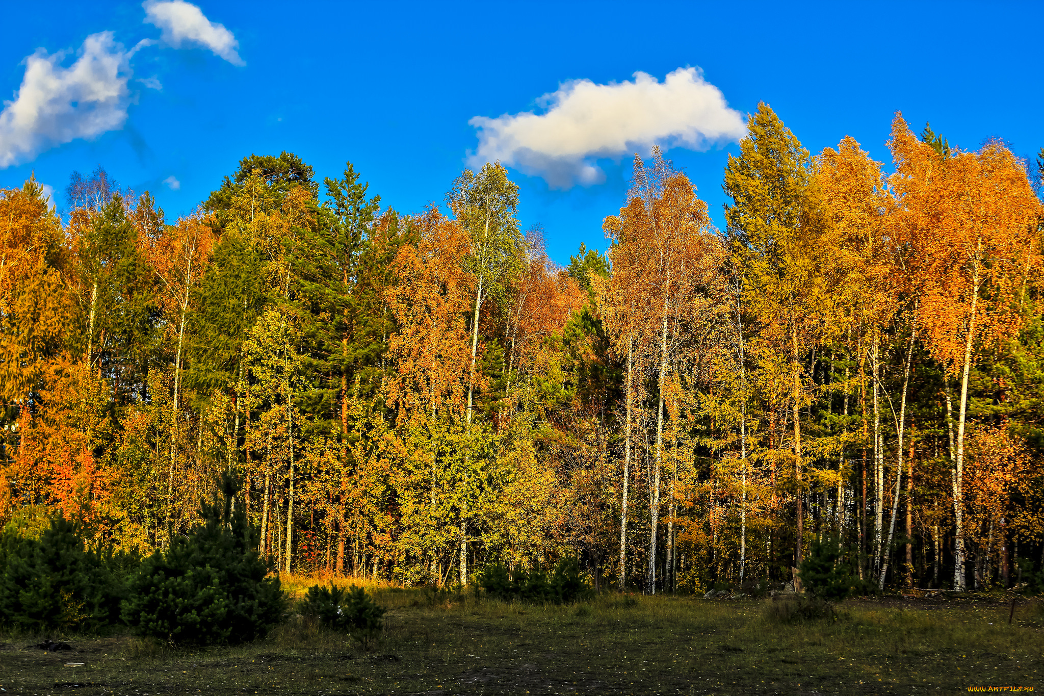 природа, лес, деревья
