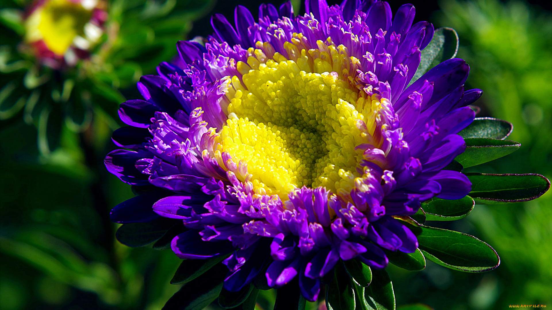 цветы, астры, bloom, colorful, and, many, flowers, tulips, бутон, лепестки, астра, сиреневая, цветение