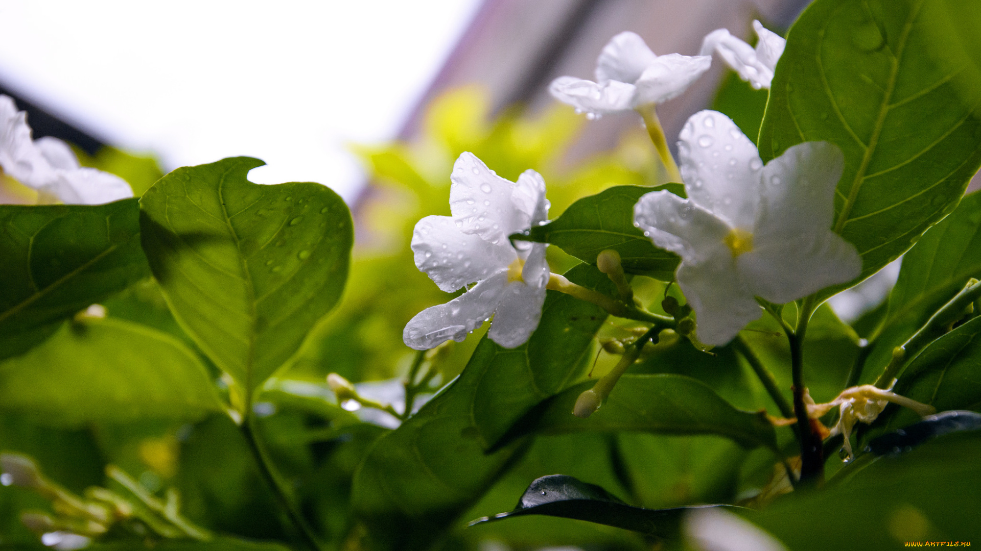 цветы, белые, цветение, роса, утро