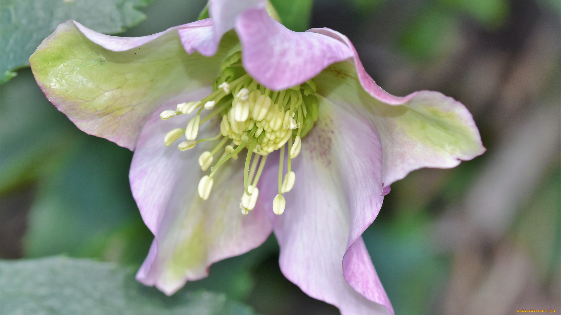 цветы, геллеборус, , морозник, цветение, цветок, зелено-фиолетовый, лето