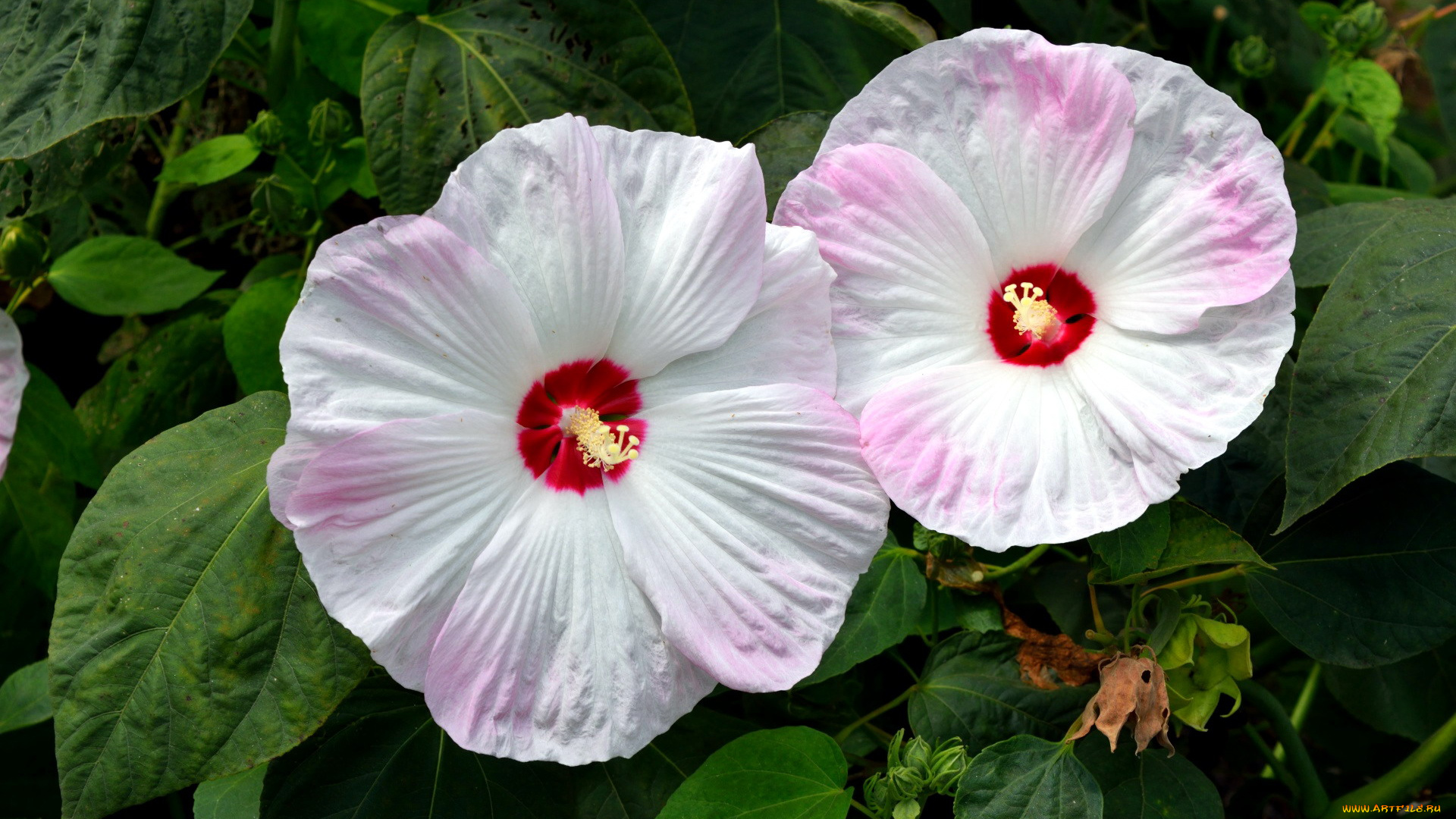 цветы, гибискусы, дуэт