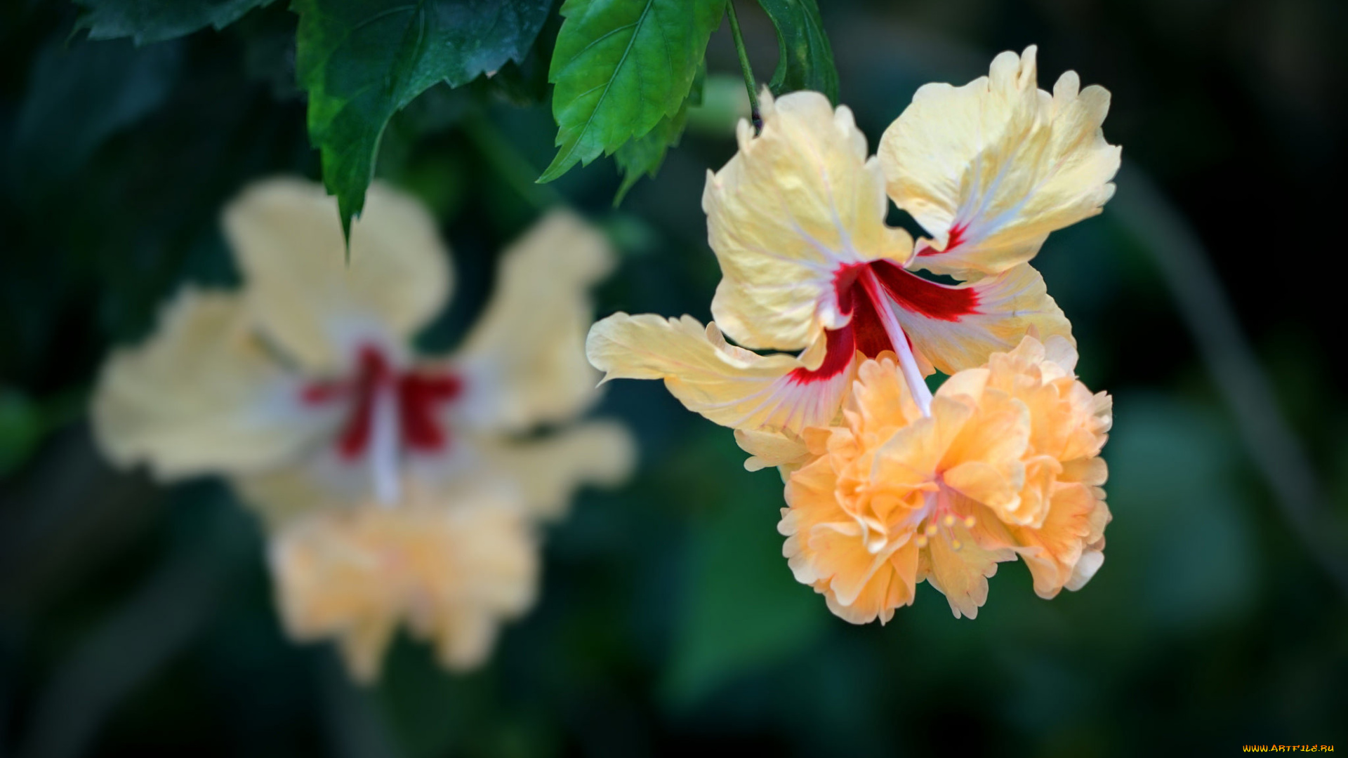 цветы, гибискусы, тычинки, цветение, ярко, лепестки, листики, гибискус