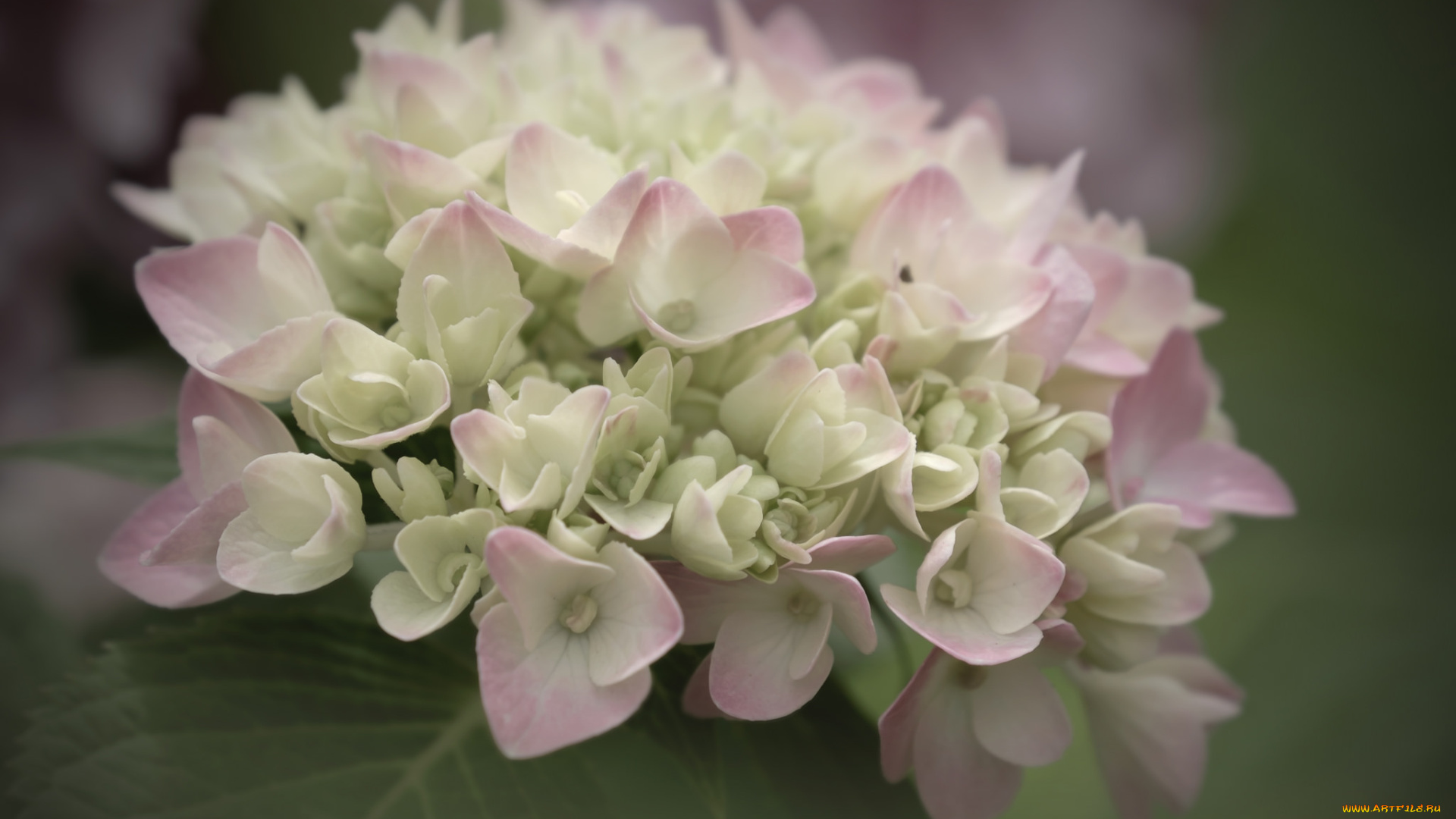 цветы, гортензия, куст, цветение, цвет