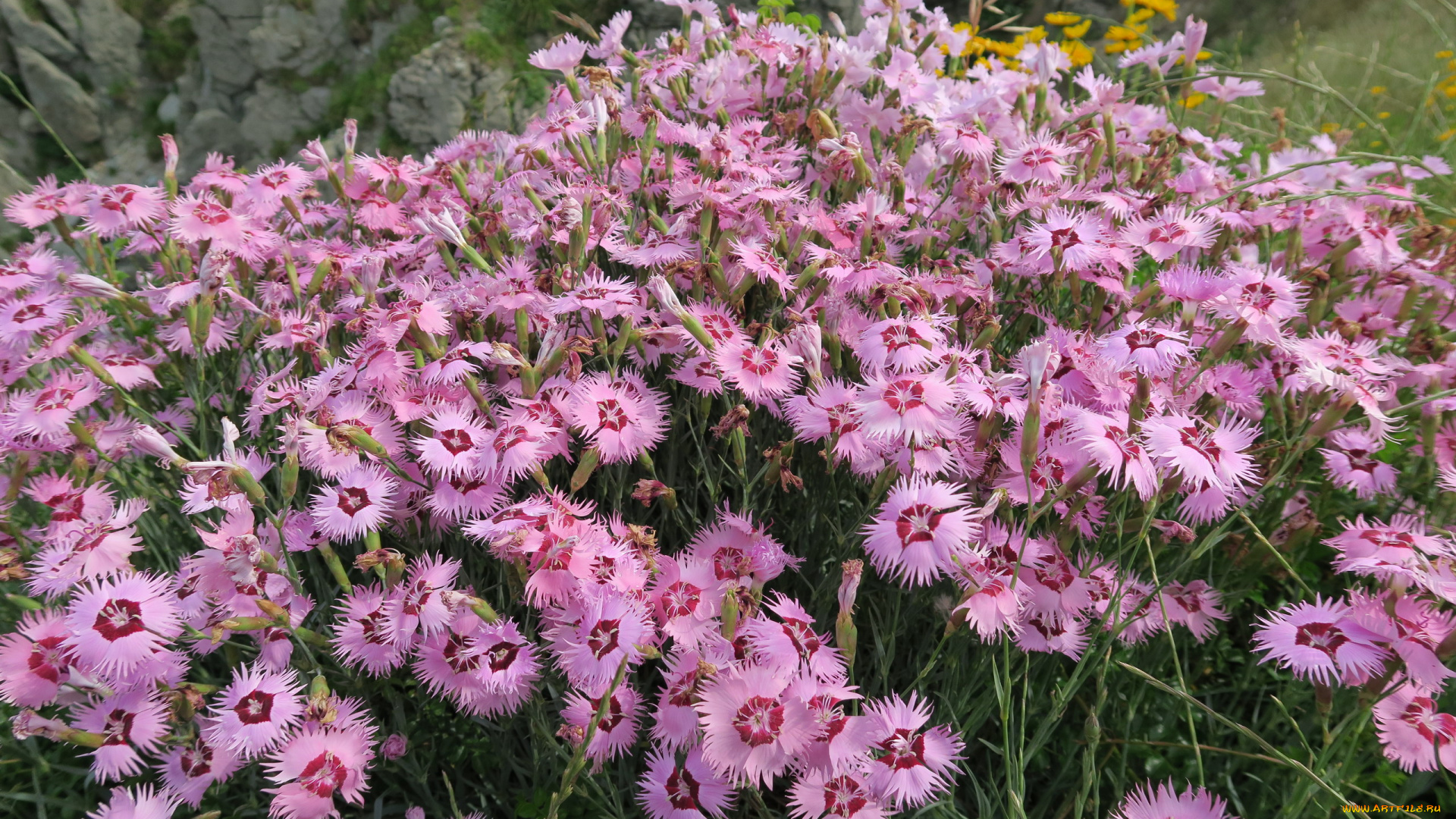 цветы, гвоздики, гвоздика, шабо