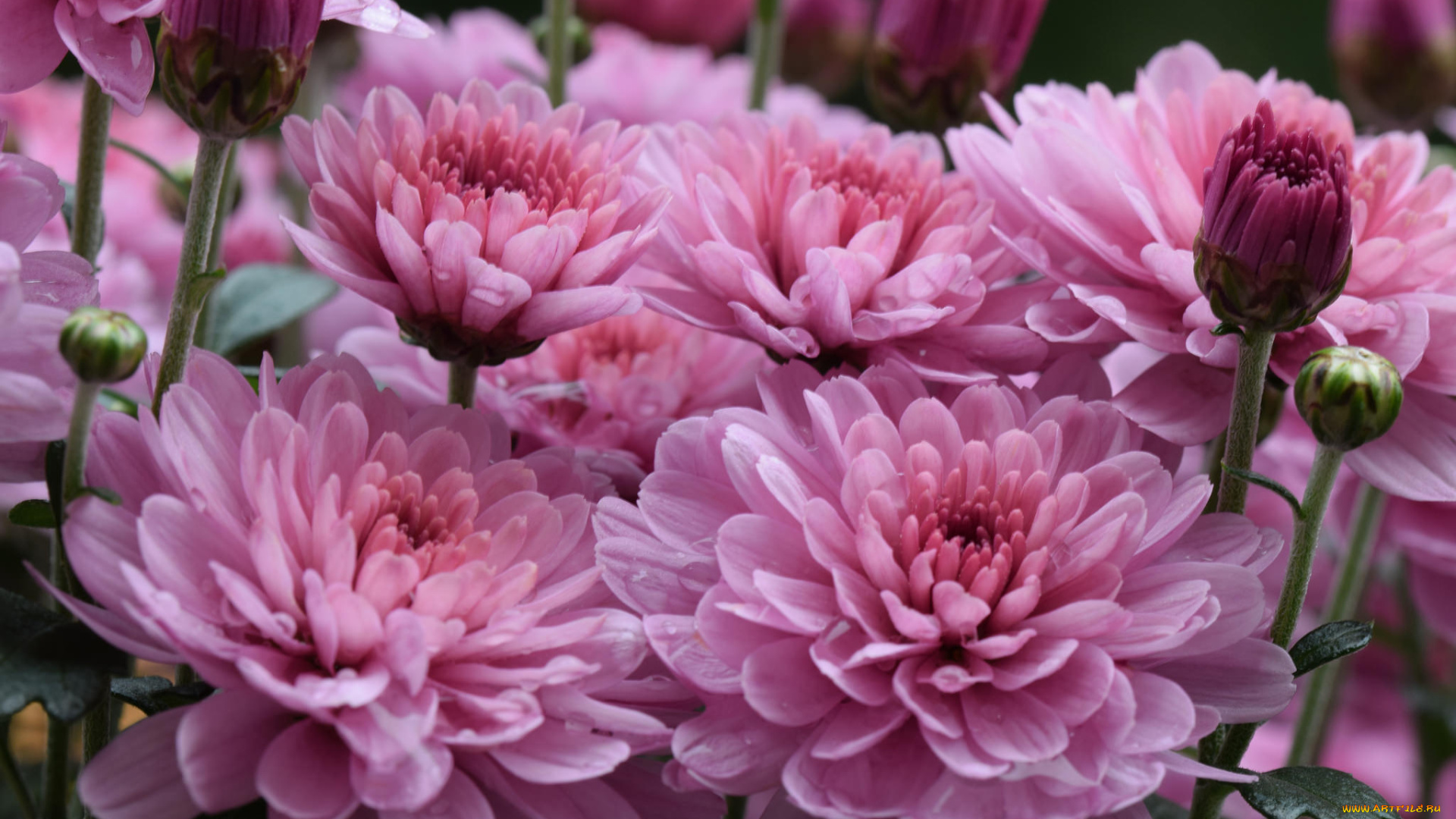 цветы, хризантемы, цветки, лепестки