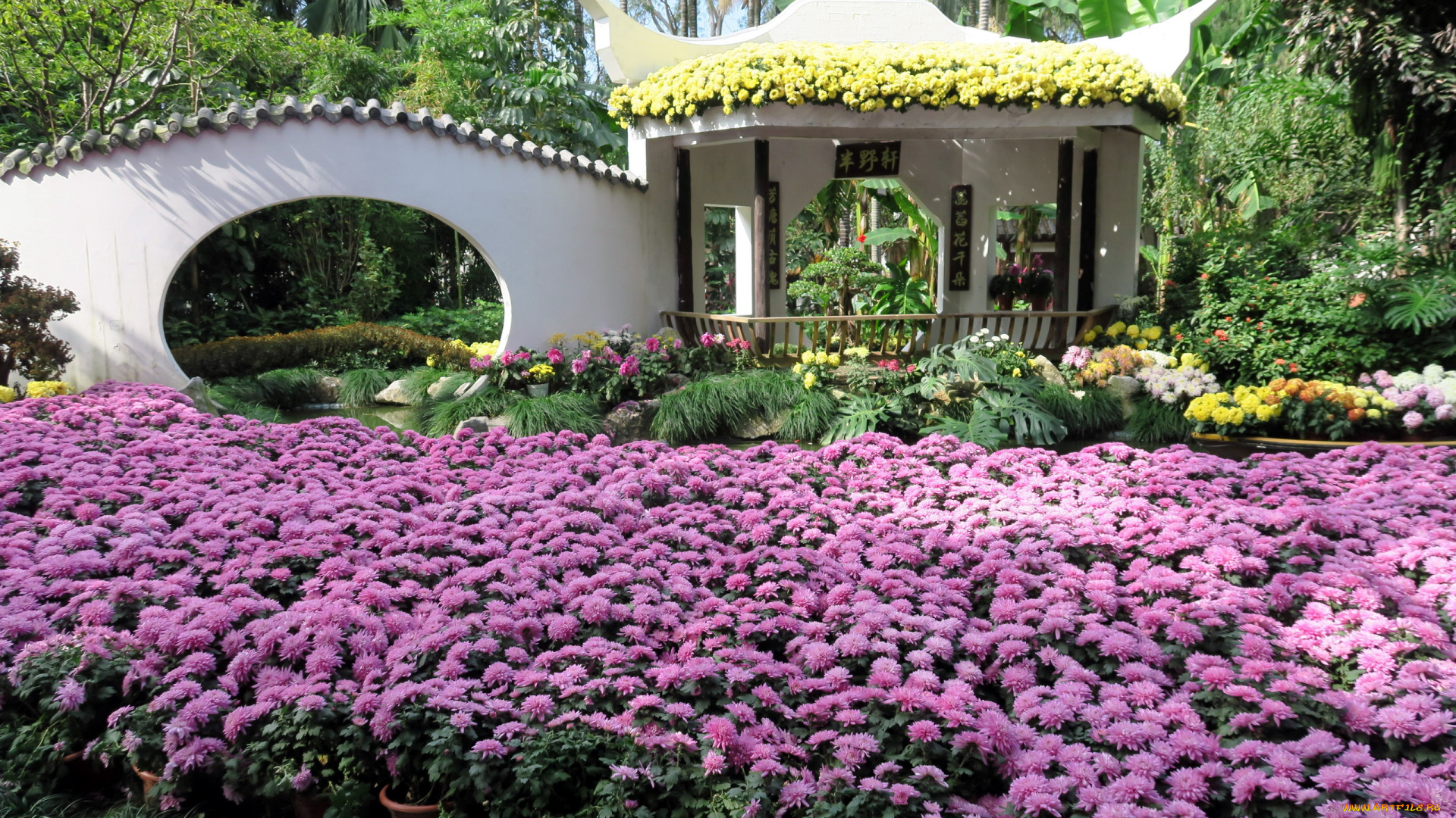 цветы, хризантемы, много