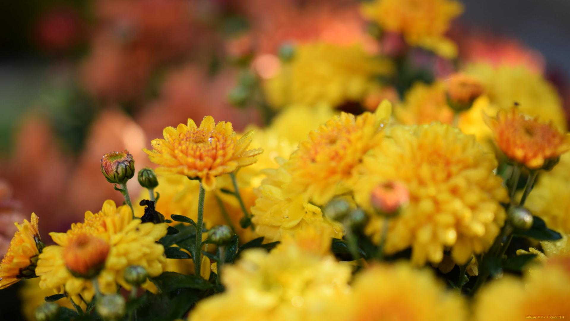 цветы, хризантемы, розовый, цветение