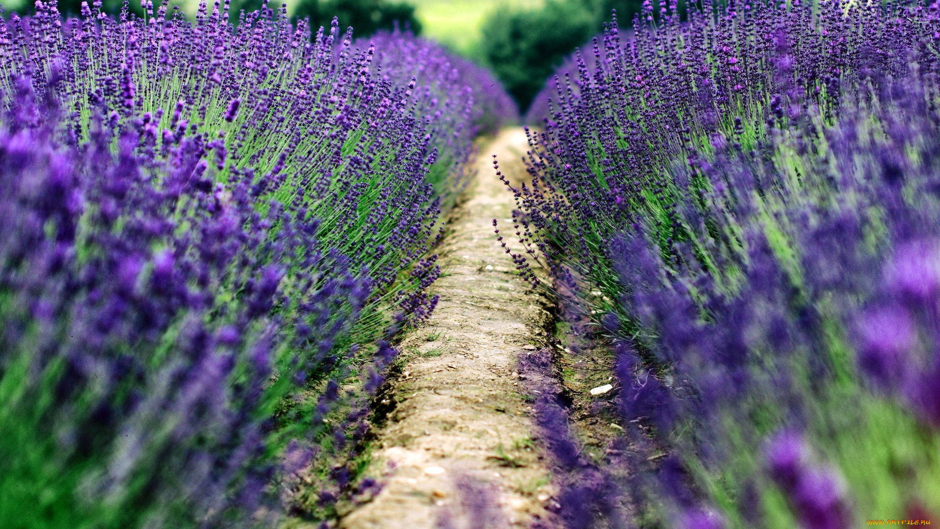 цветы, лаванда, синий