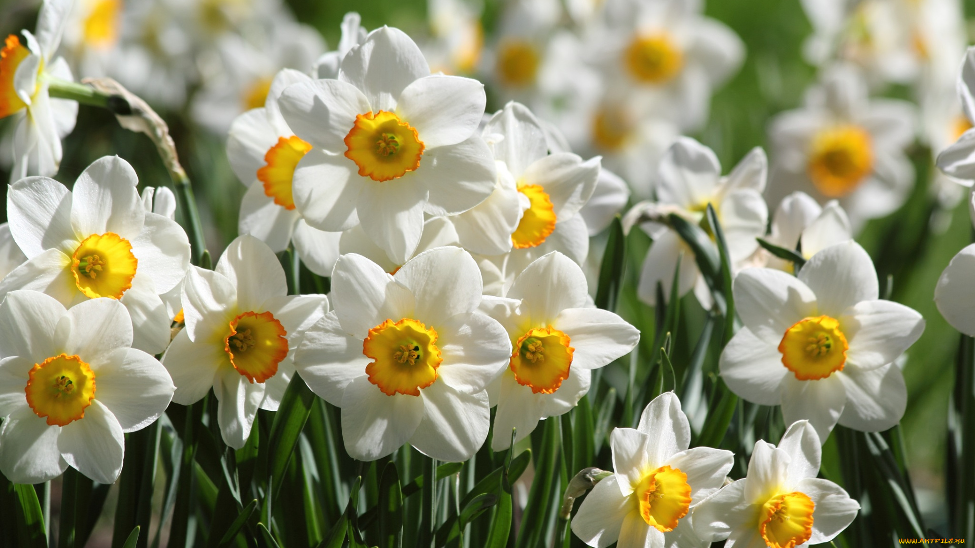 цветы, нарциссы, лепестки, цветение