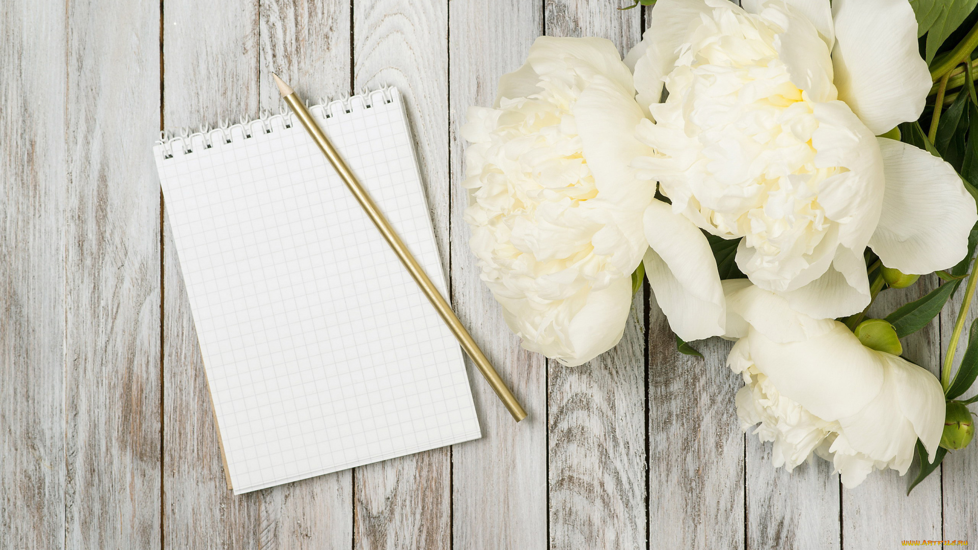 цветы, пионы, блокнот, белый