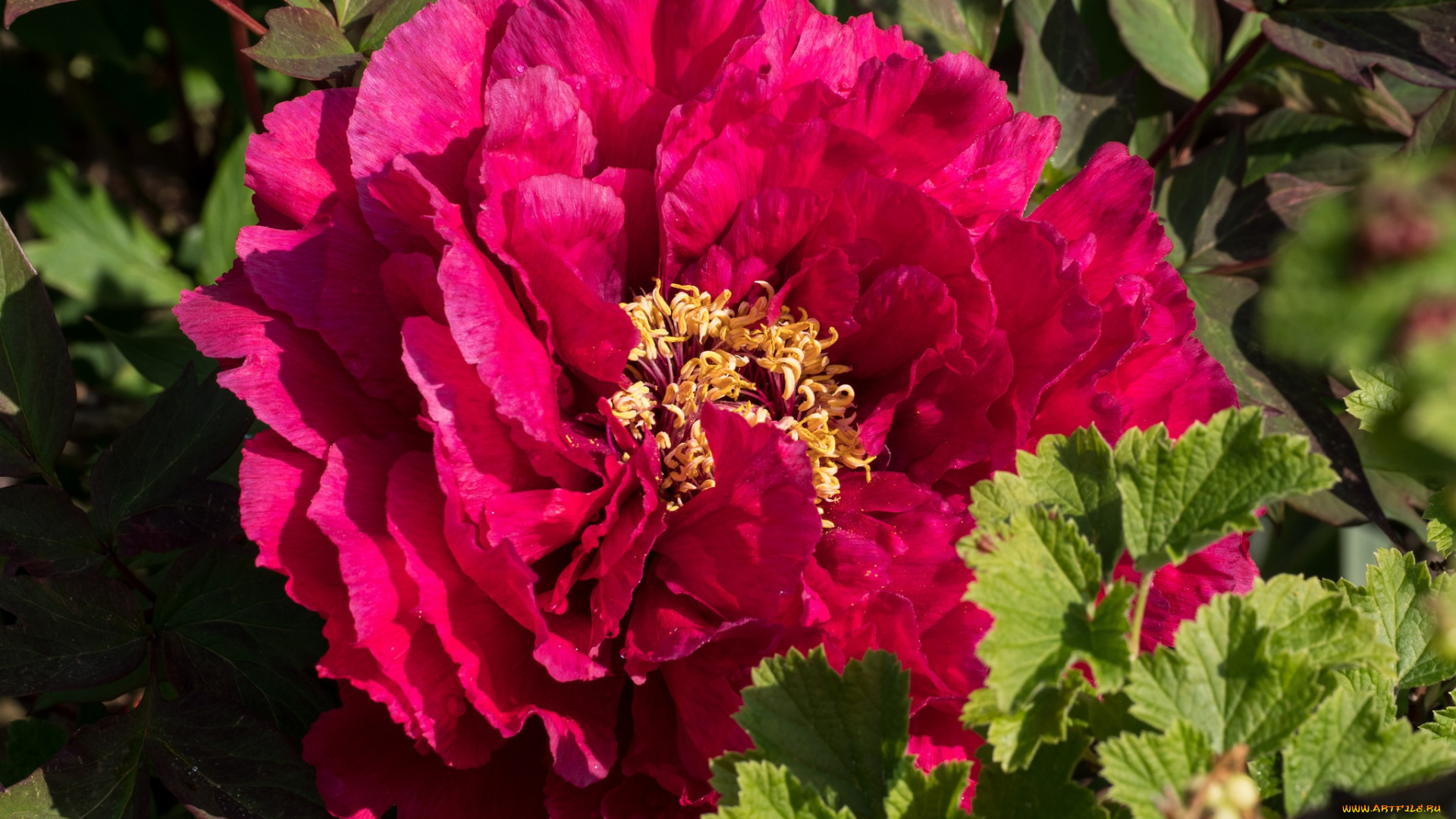 цветы, пионы, пион, лепестки, макро