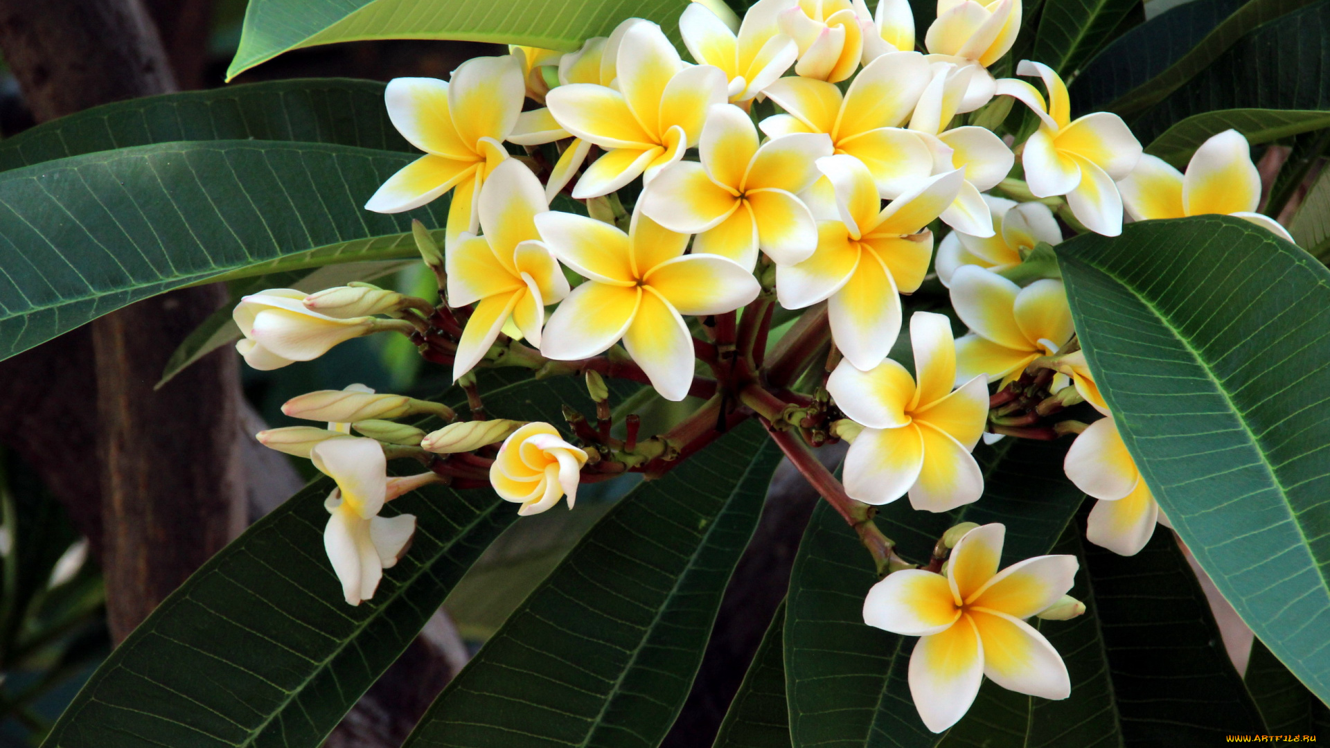 цветы, плюмерия, белый