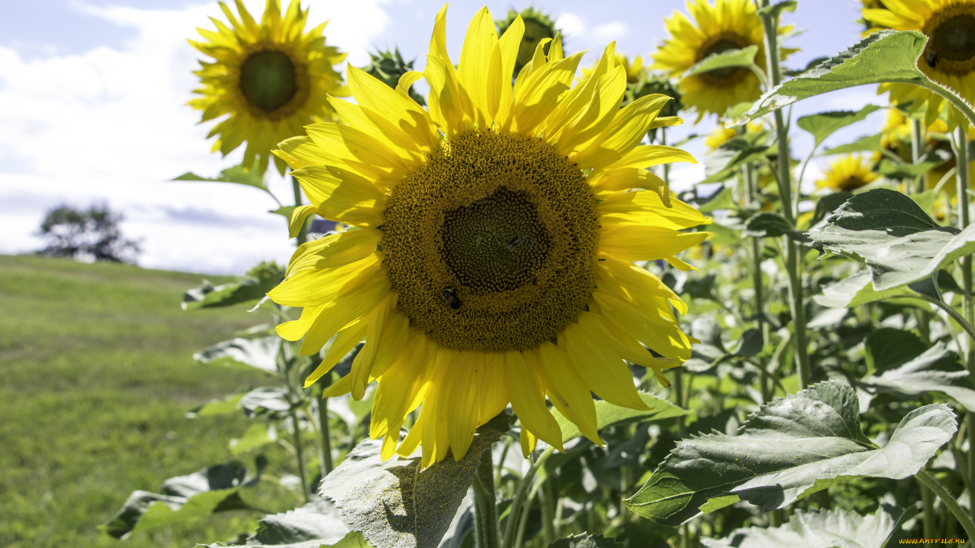 цветы, подсолнухи, flowers, sunflower, цветение, лепестки, подсолнух, bloom, petals