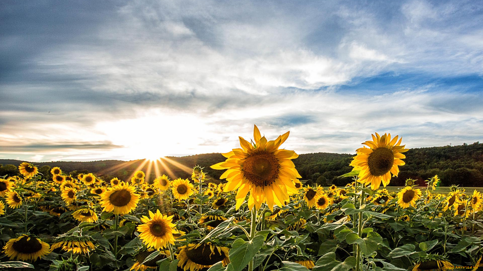 цветы, подсолнухи, небо, поле, закат, пейзаж