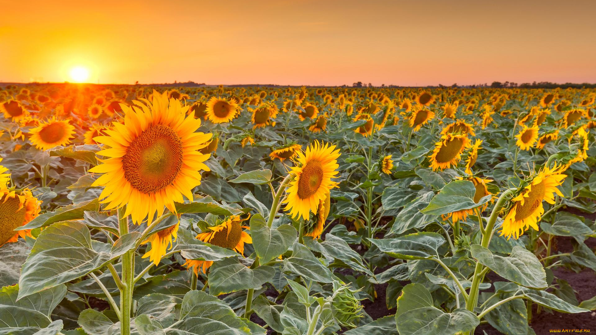 цветы, подсолнухи, пейзаж, небо, поле, закат