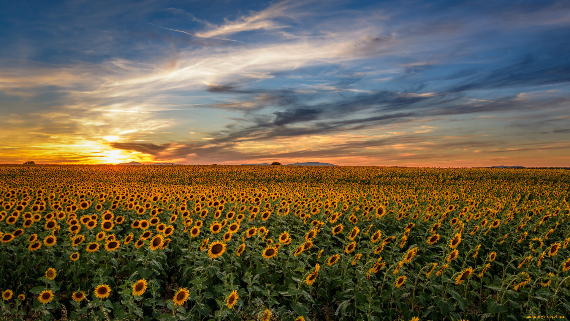 цветы, подсолнухи, пейзаж, поле, закат