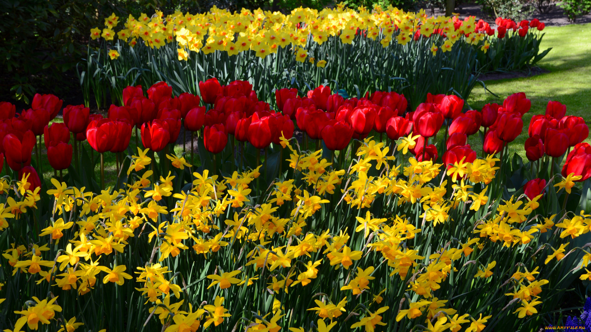 цветы, разные, вместе, нарциссы, цветение, клумба, тюльпаны, весна