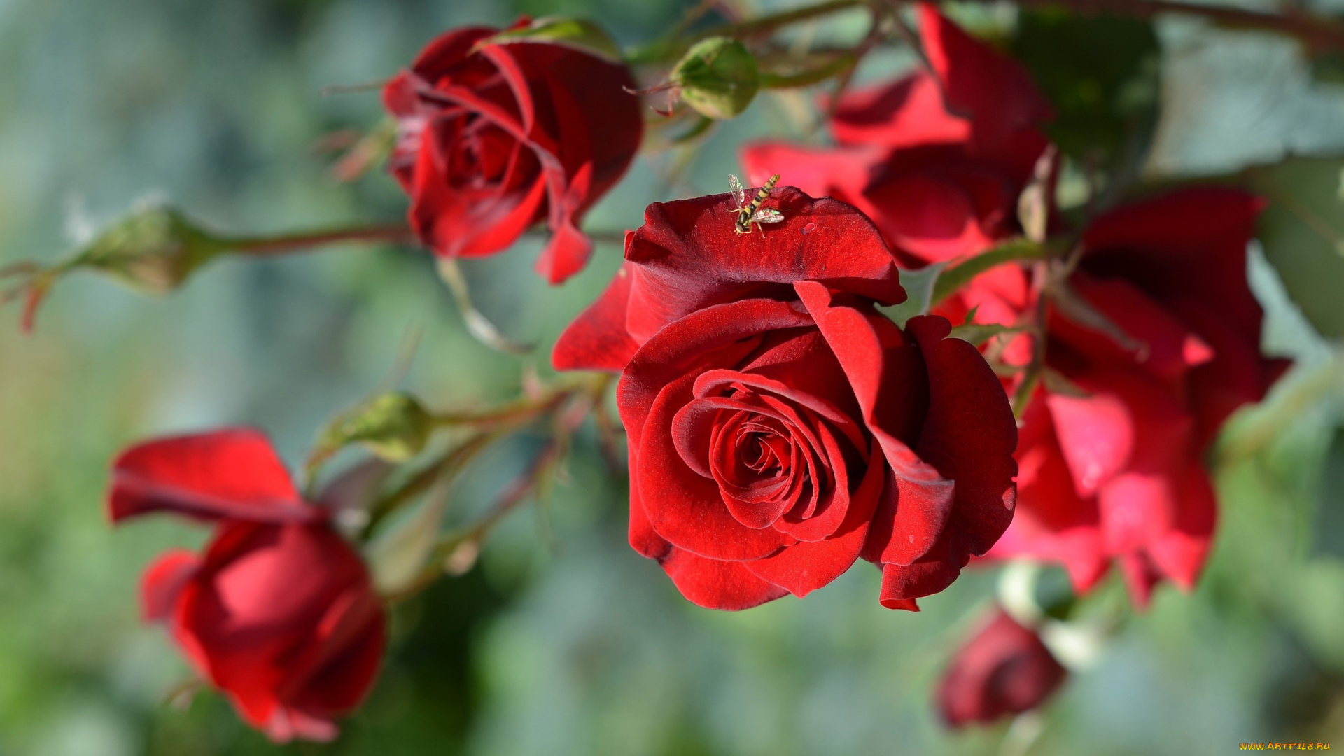 цветы, розы, красный