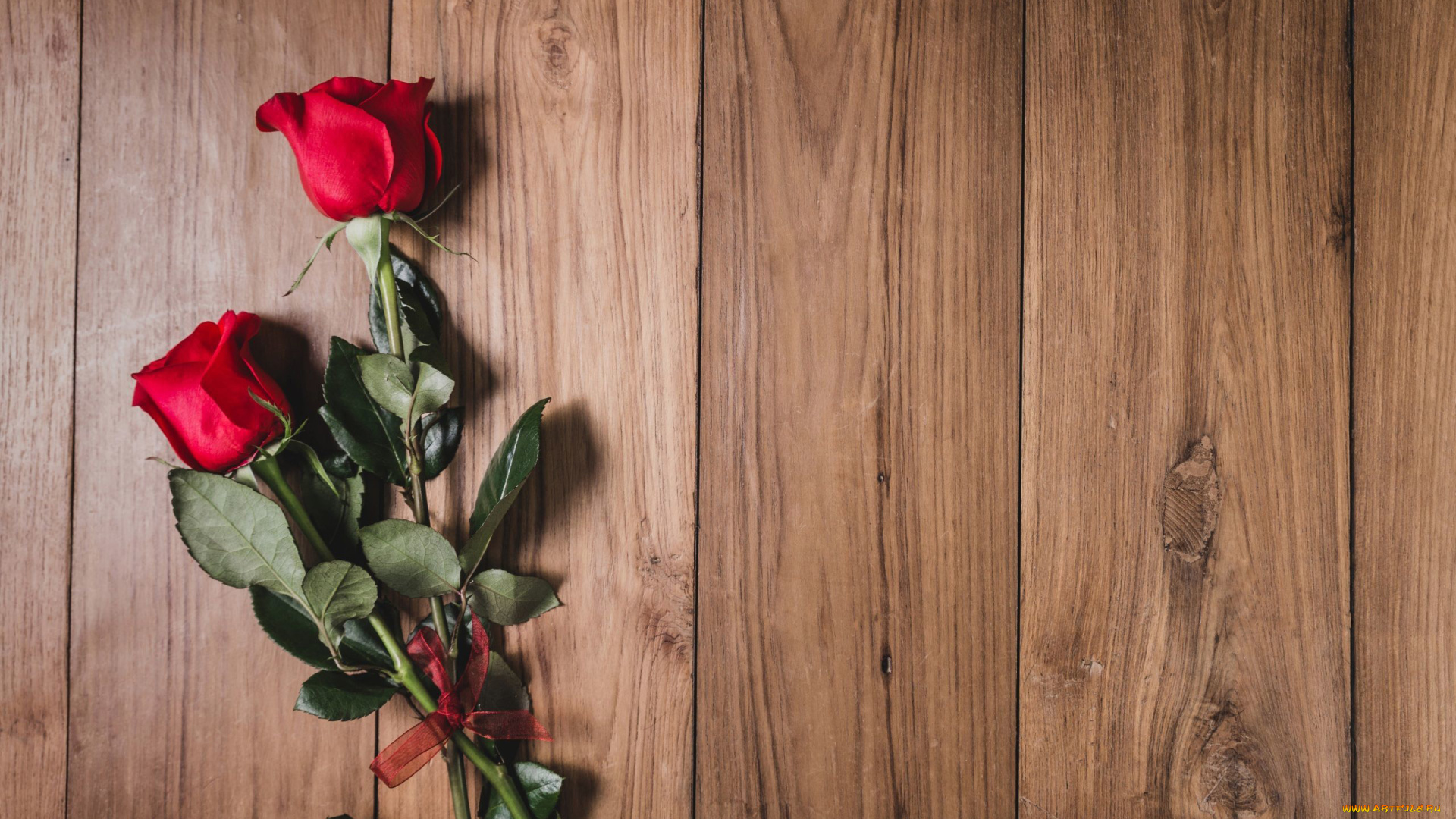 цветы, розы, лента, дуэт