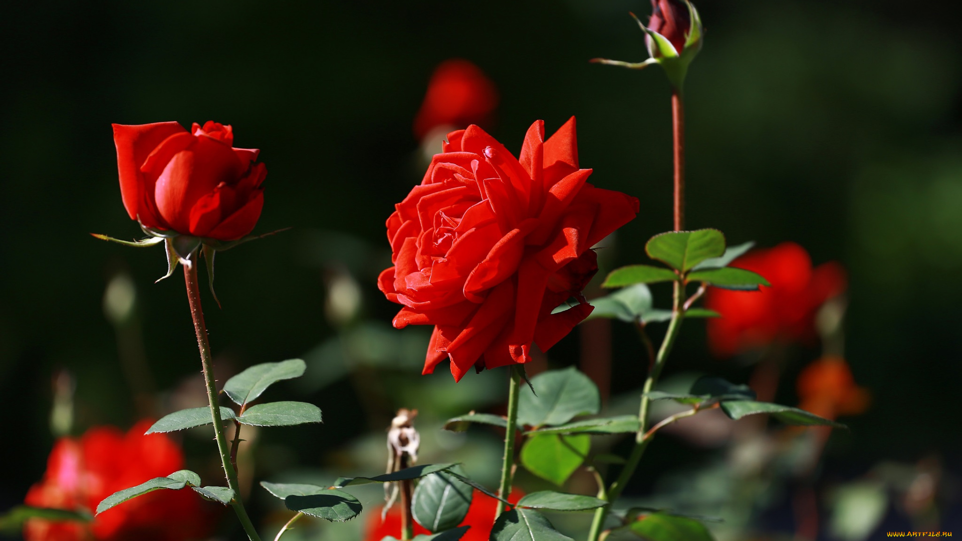 цветы, розы, лето, красота, красные