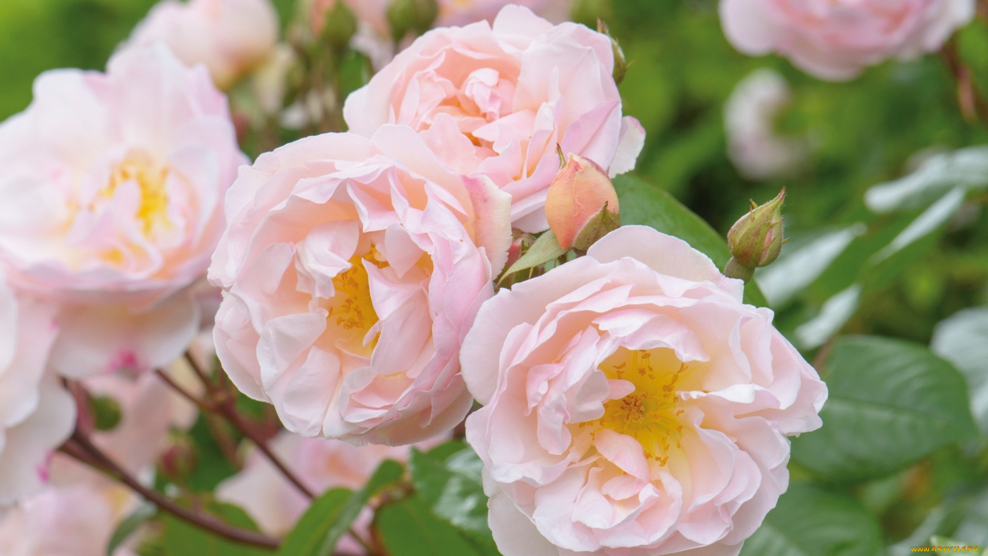 цветы, розы, розовый, нежность, куст