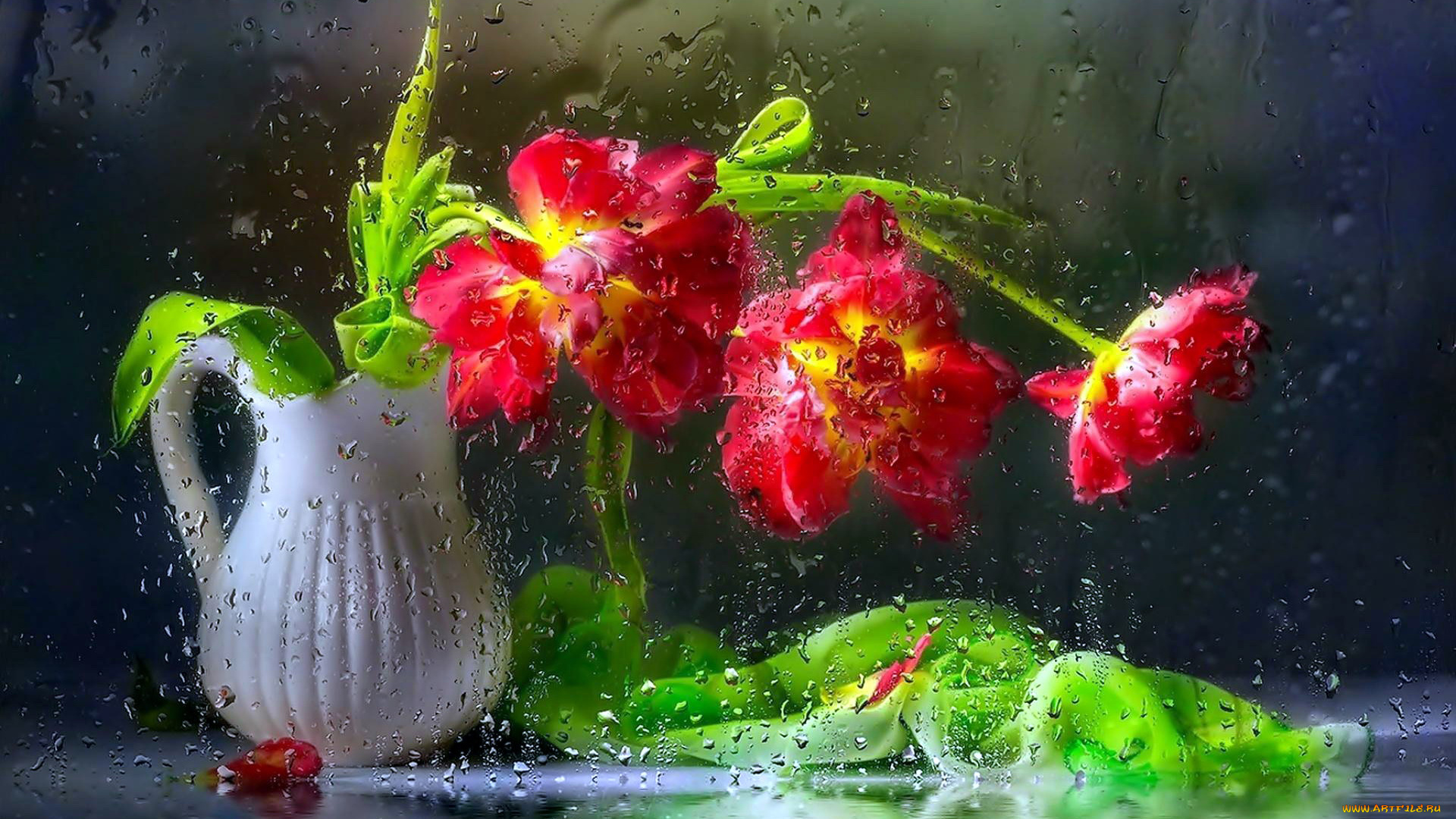 цветы, тюльпаны, капли