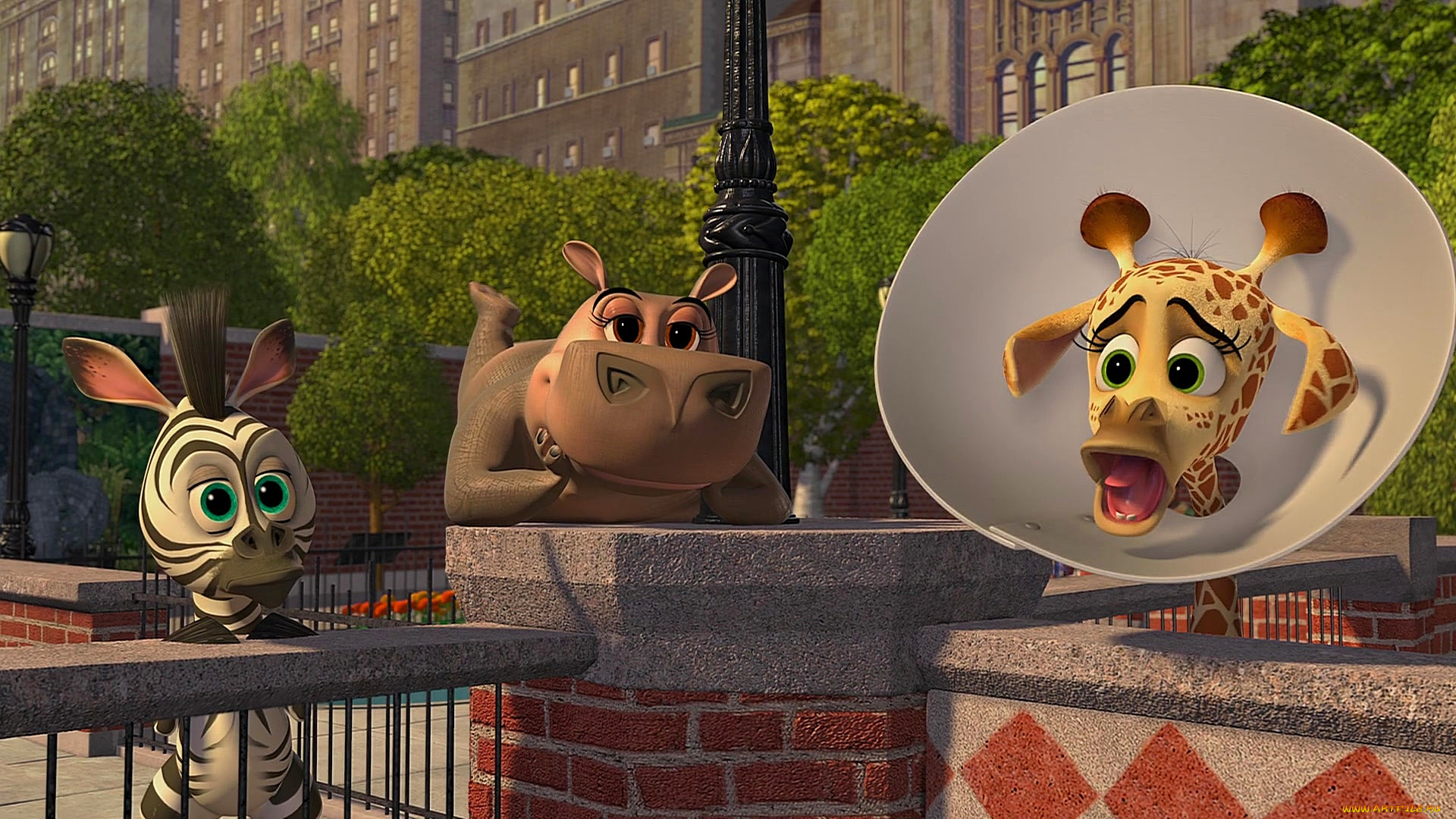 мультфильмы, madagascar, , escape, 2, africa, зебра, бегемот, жираф