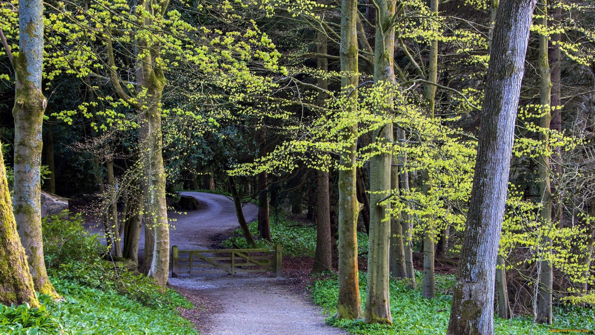 природа, дороги, деревья, калитка, дорога