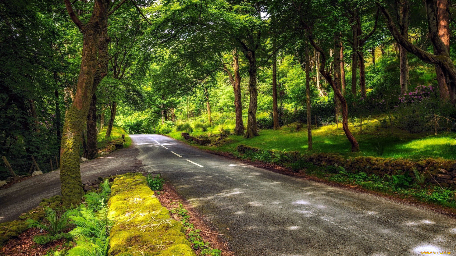 природа, дороги, дорога, папоротник, деревья, разметка