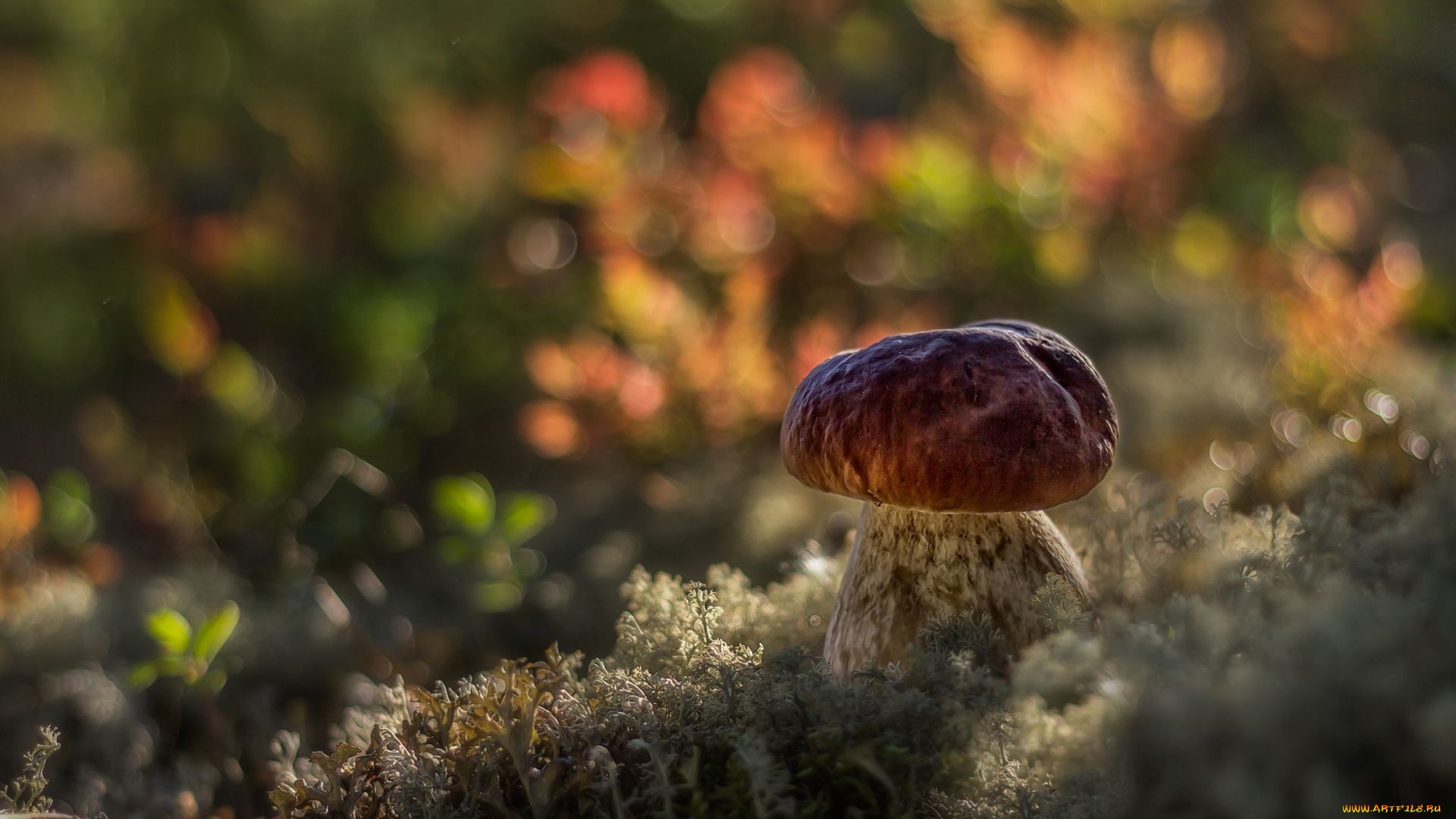 природа, грибы, боровик