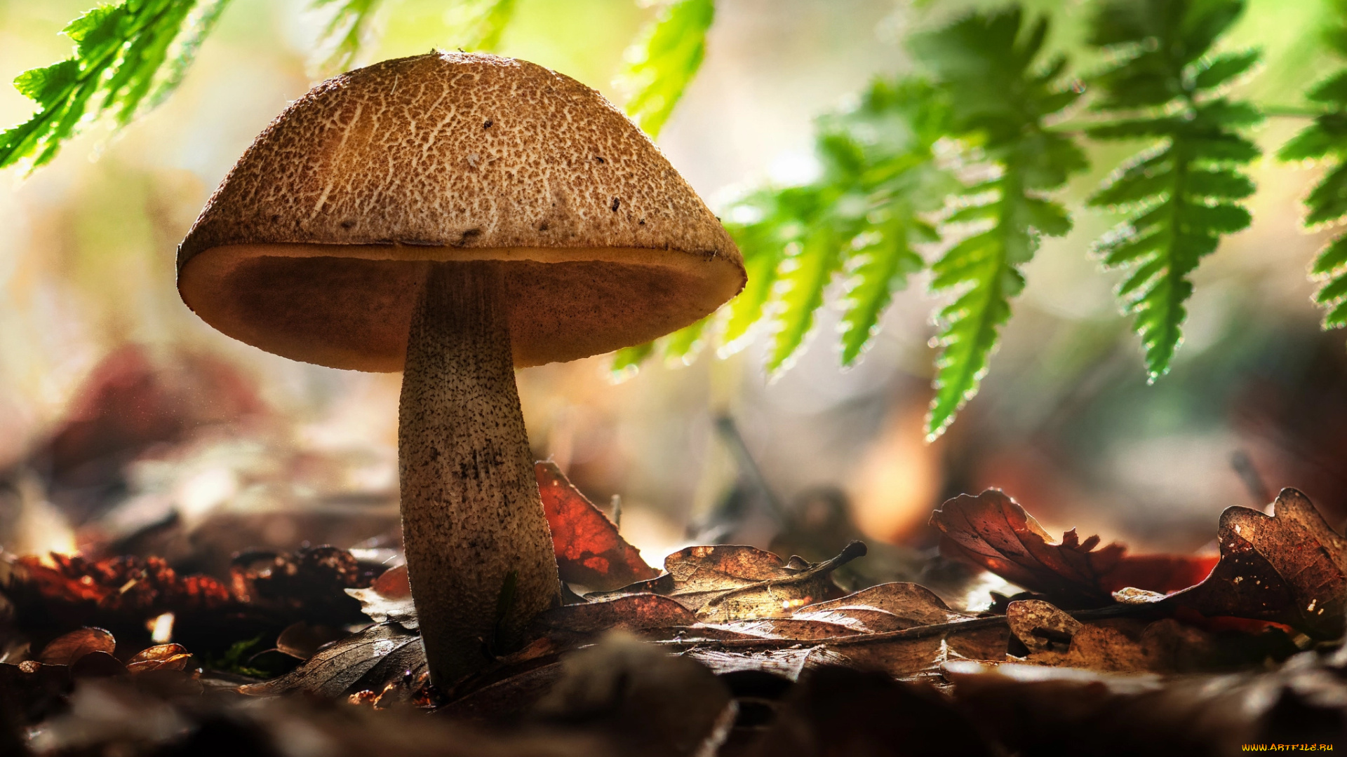 природа, грибы, листья, гриб, осень