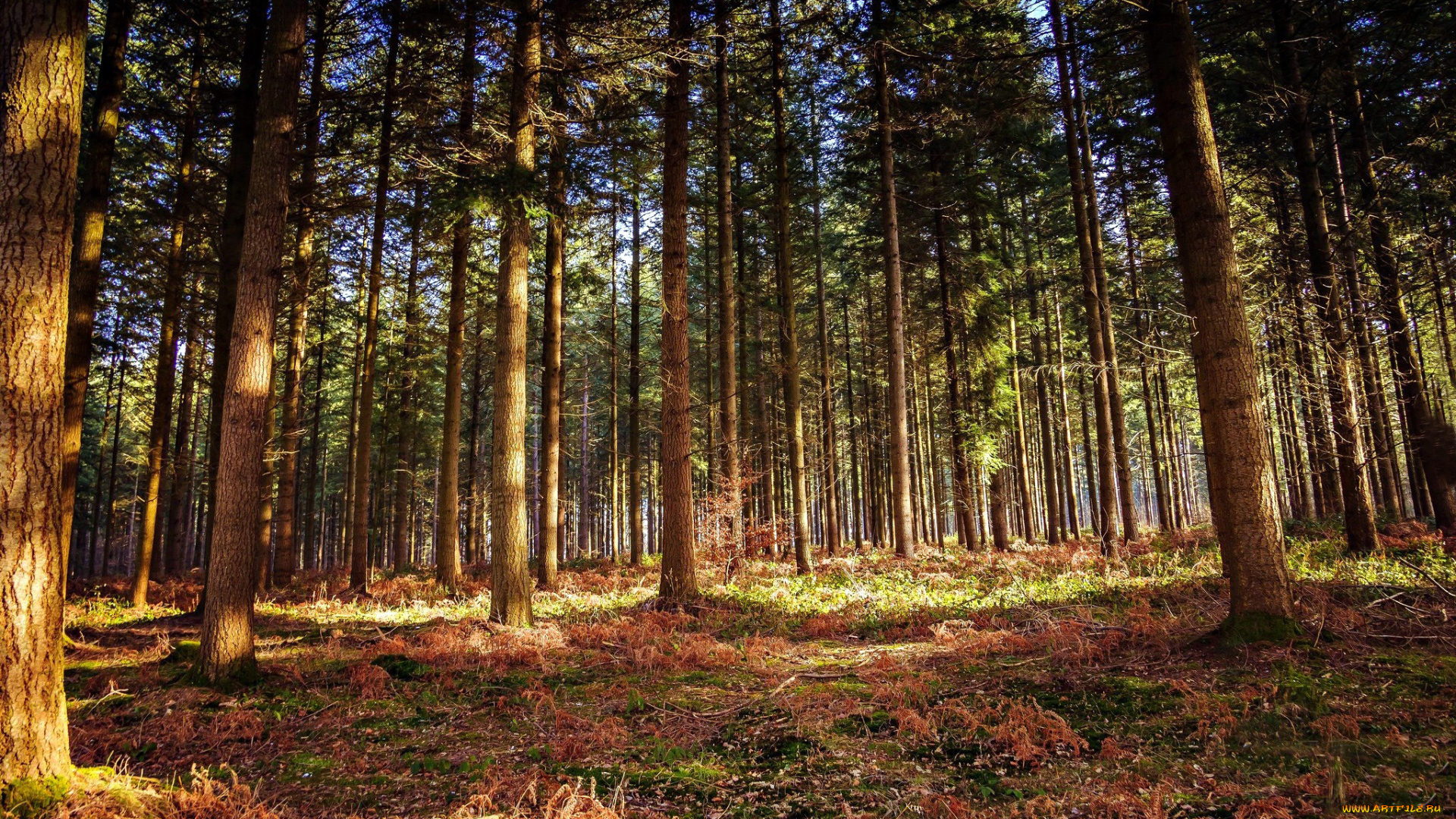 природа, лес, бор, сосновый