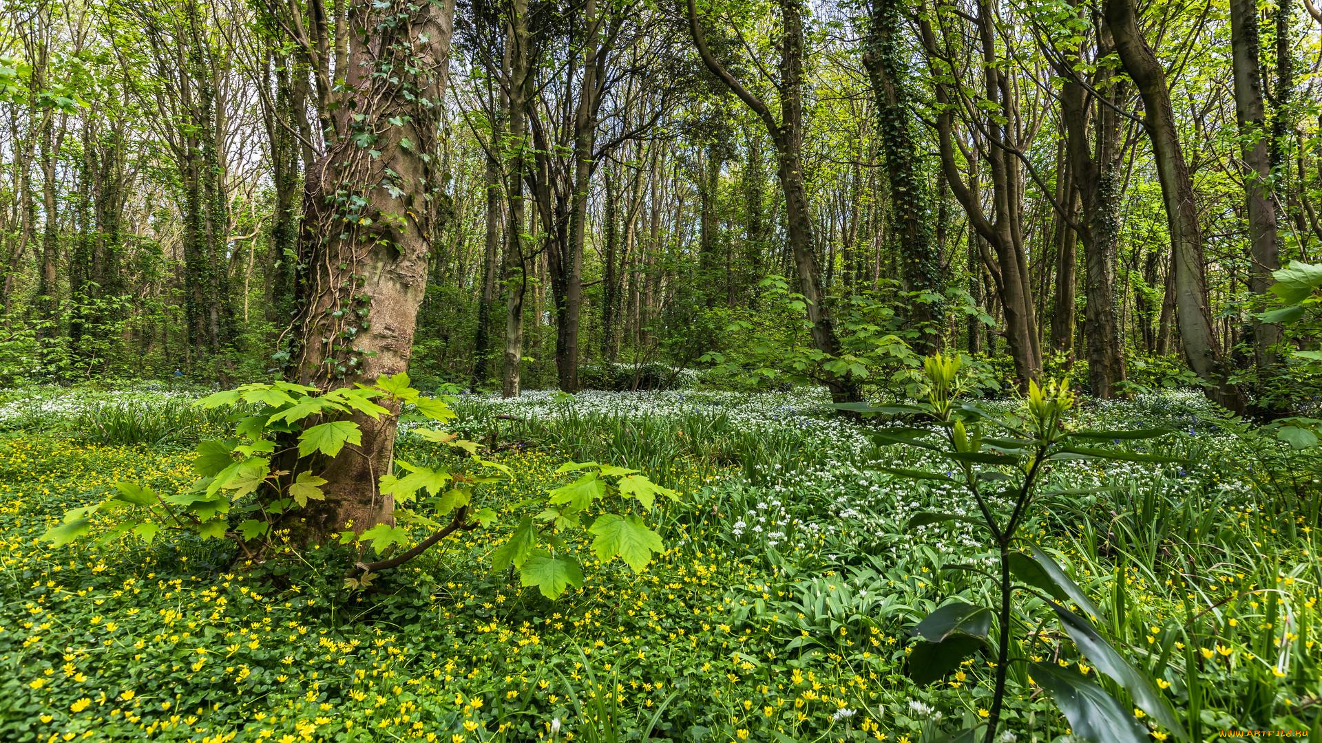 природа, лес, цветы, деревья