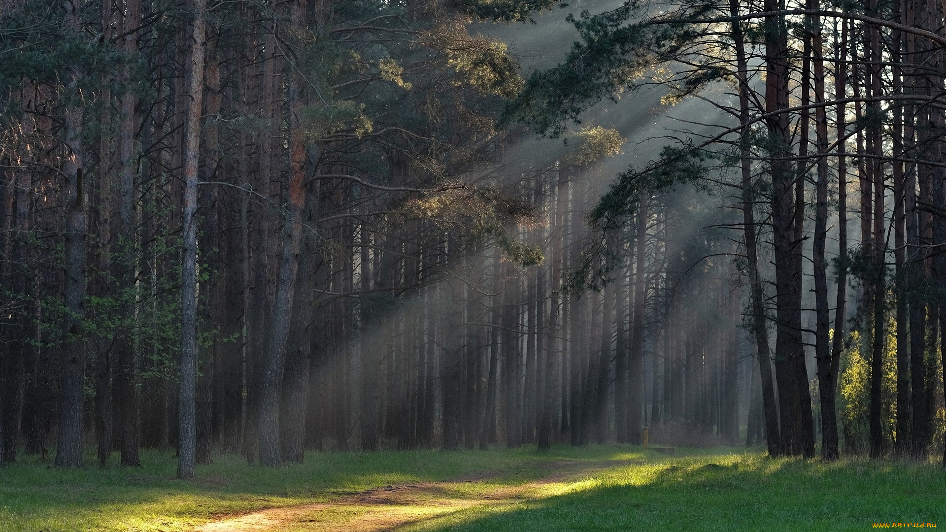природа, лес, проф, фото, утро, под, минском, володя, демидчик