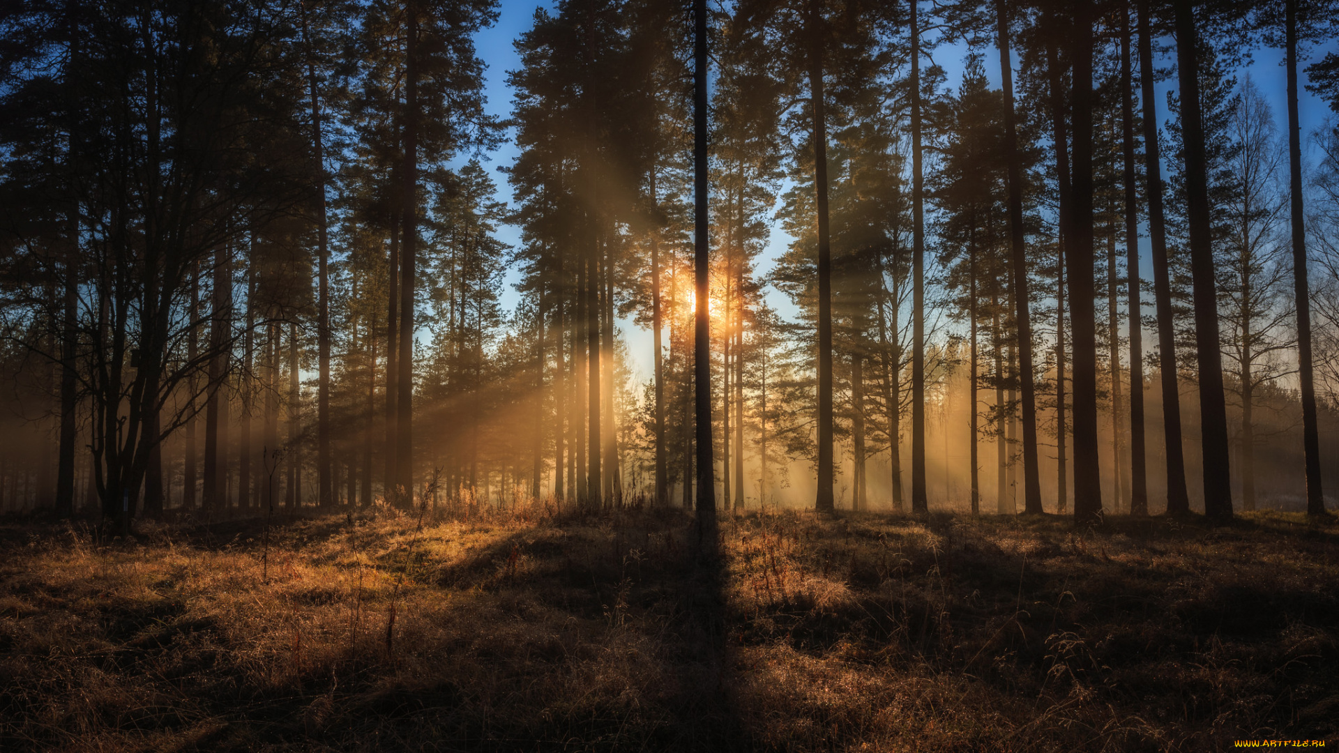 природа, лес, простор