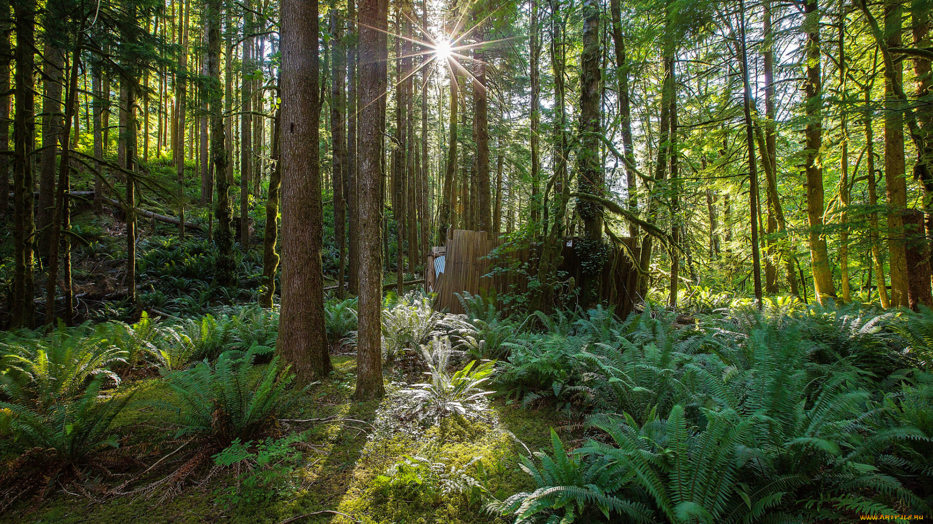 природа, лес, простор