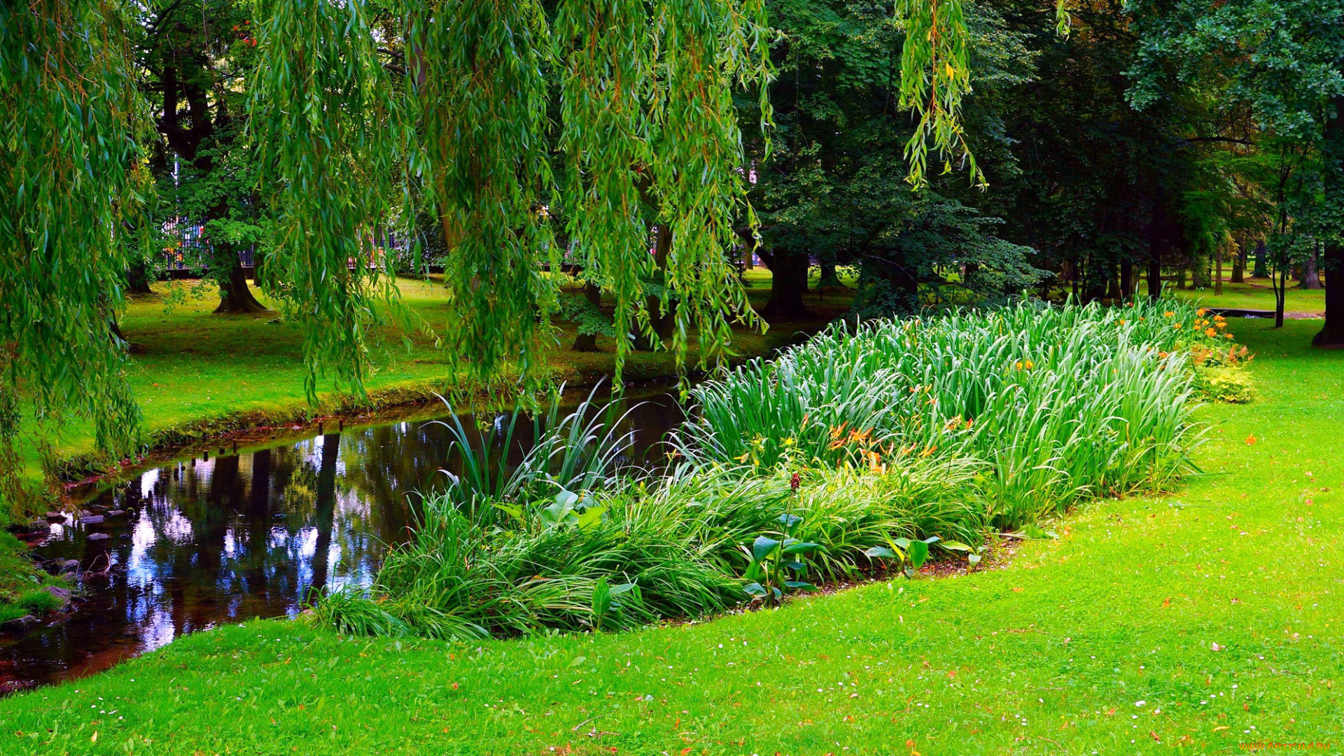 природа, парк, ивы, водоем, лужайка