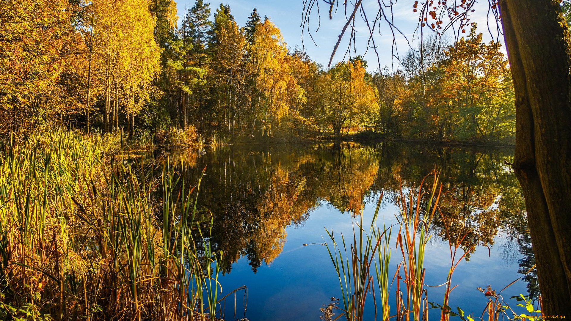 природа, реки, озера, лес, озеро, цветы, деревья