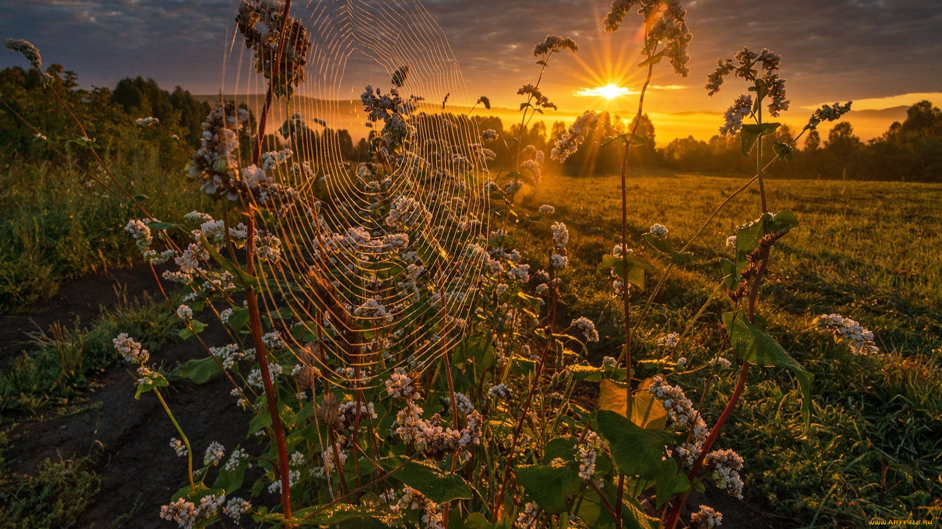 природа, восходы, закаты, рассвет, гречиха, луга, предгорья, алтай, паутинка, павел, филатов, солнце