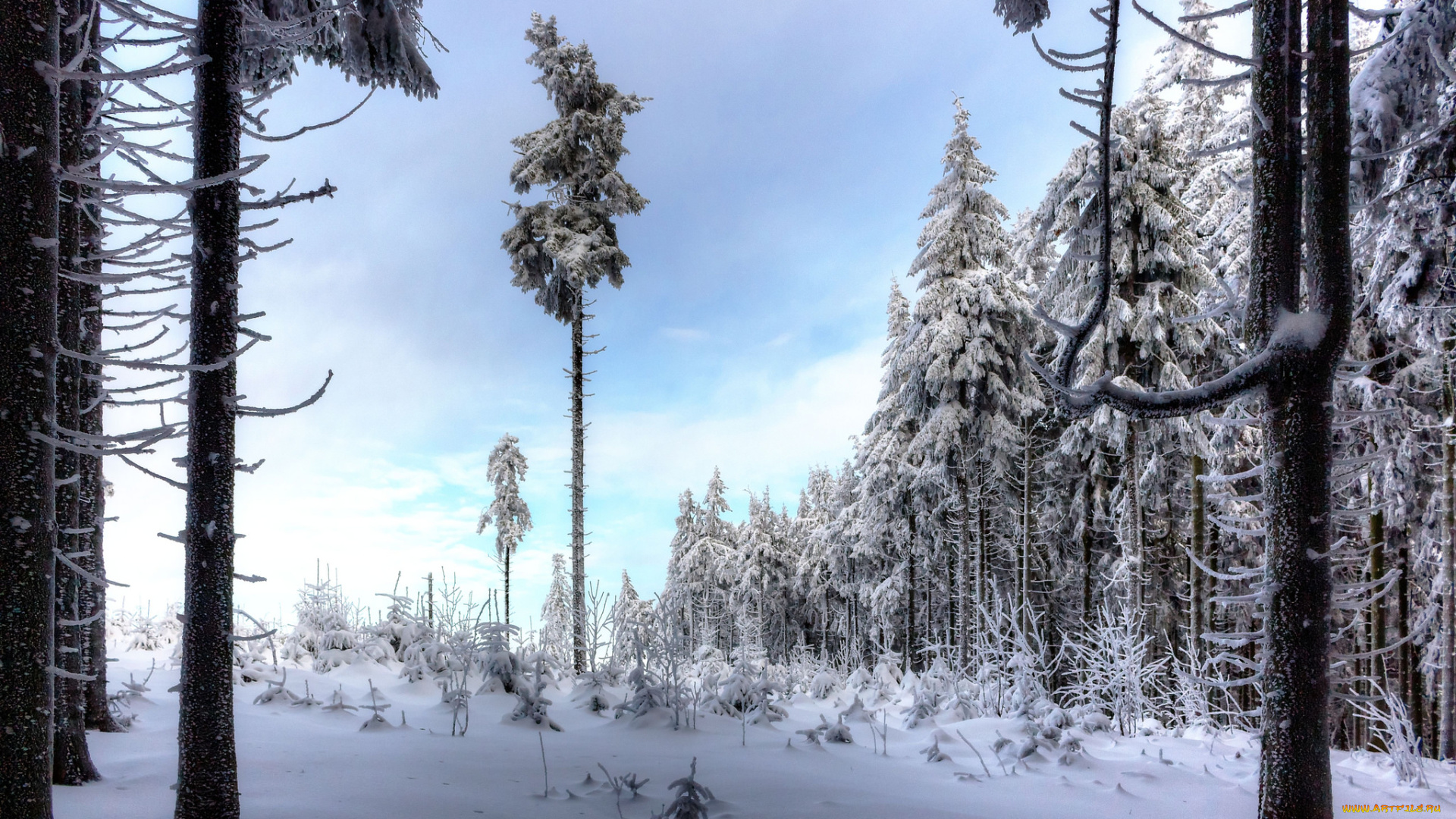 природа, зима, снег, простор