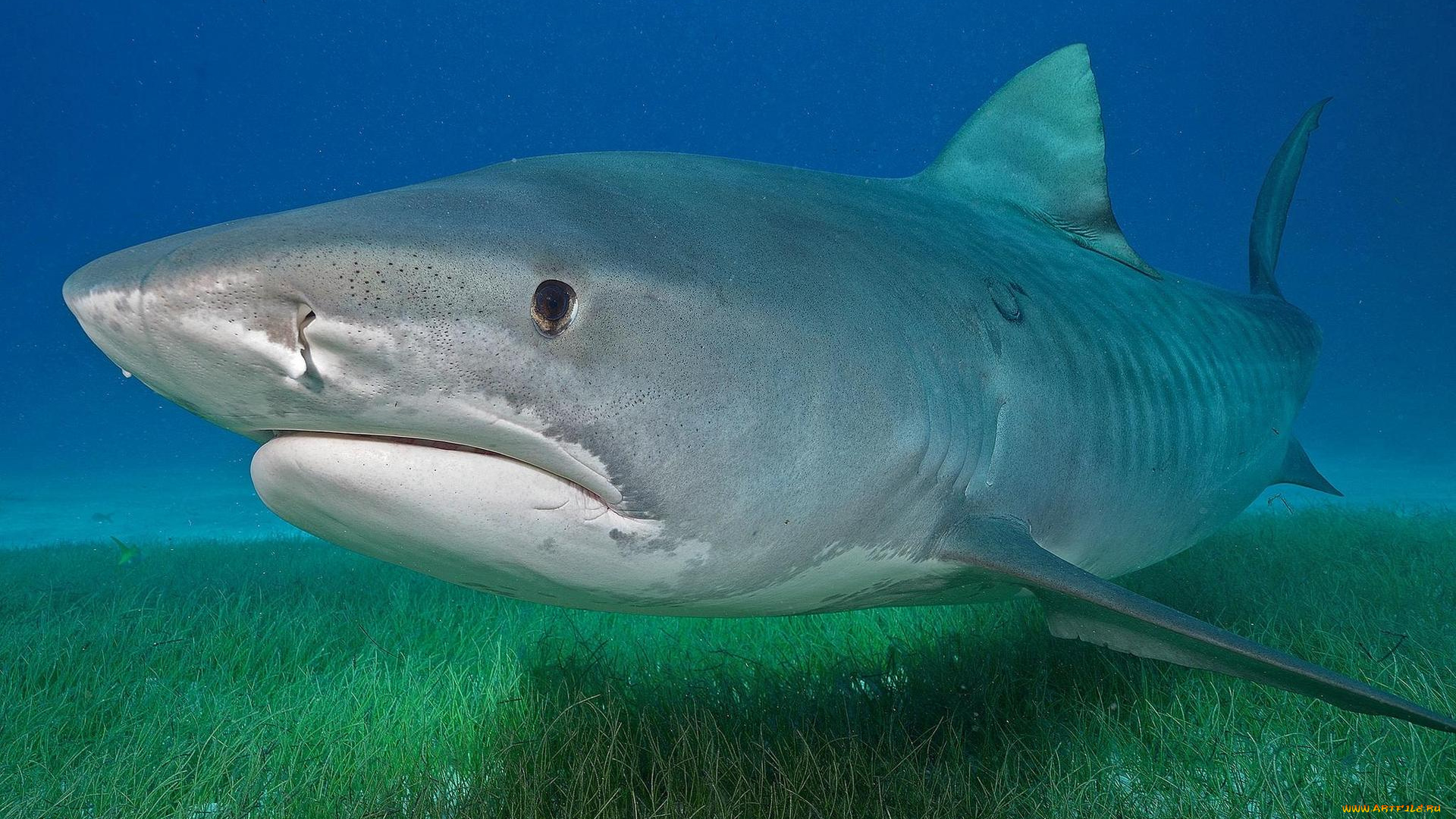животные, акулы, море, акула