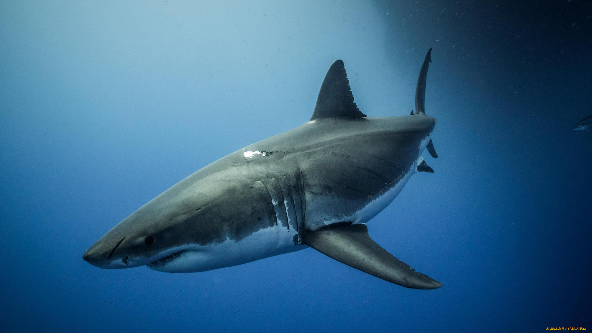 животные, акулы, море, акула
