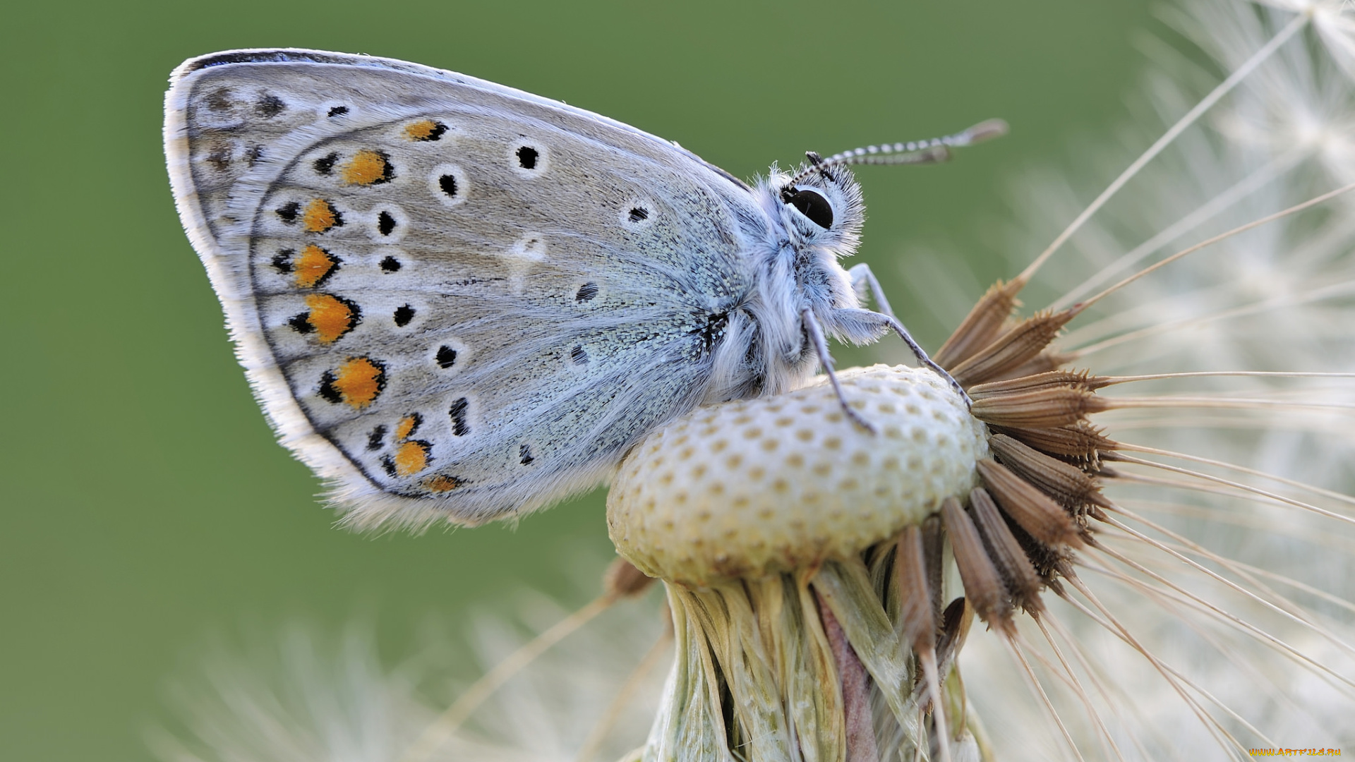 животные, бабочки, , мотыльки, , моли, colors, brightness, butterfly, яркость, расцветка, бабочка