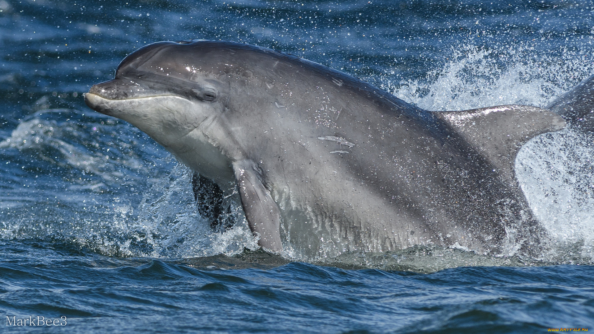 животные, дельфины, вода, брызги, море, дельфин