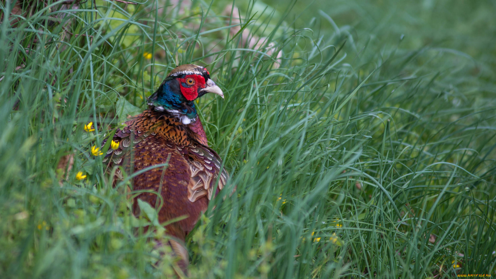 животные, фазаны, фазан, птица, ветки, природа, трава
