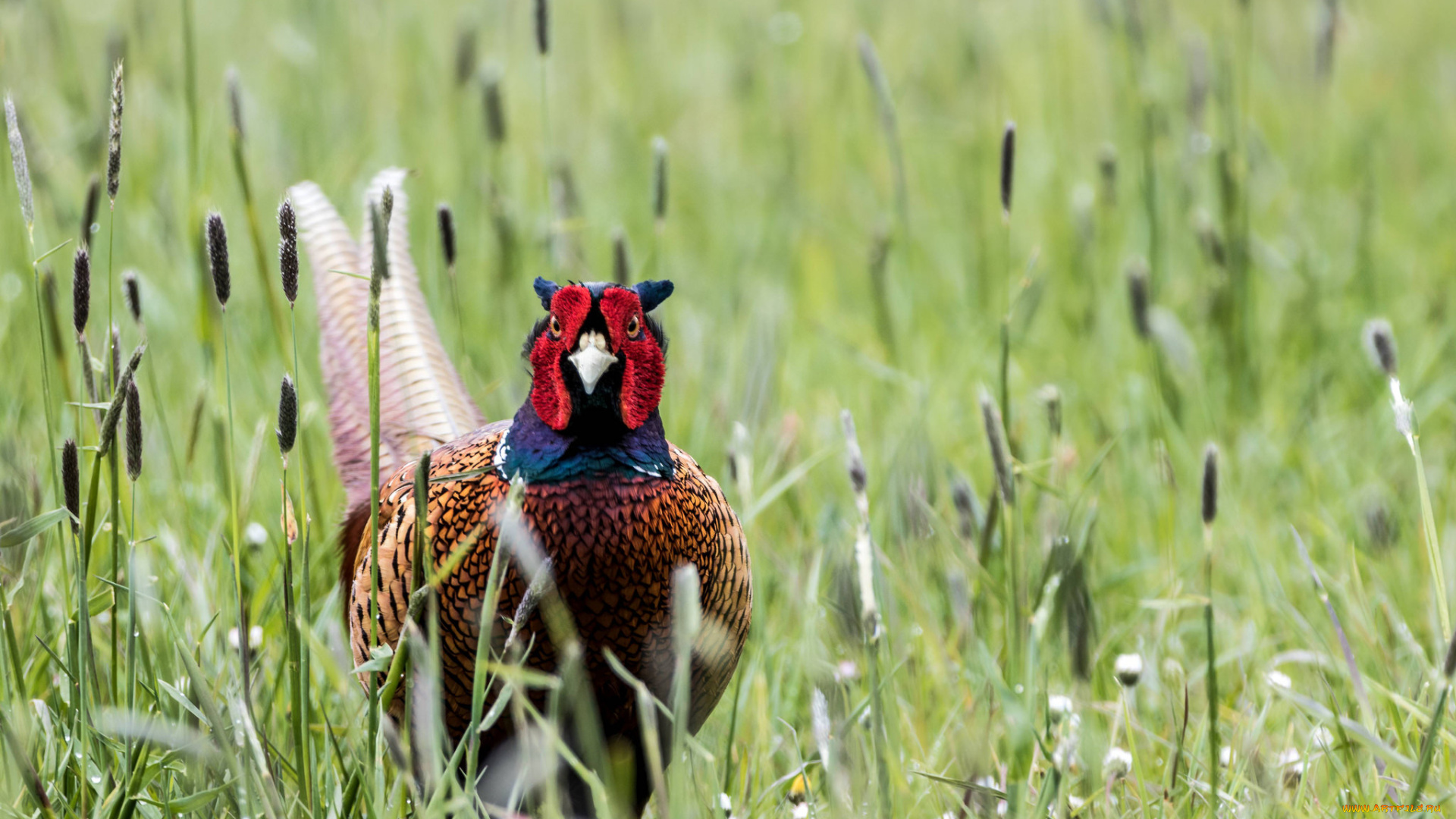 животные, фазаны, природа, pheasant, трава, птица, фазан