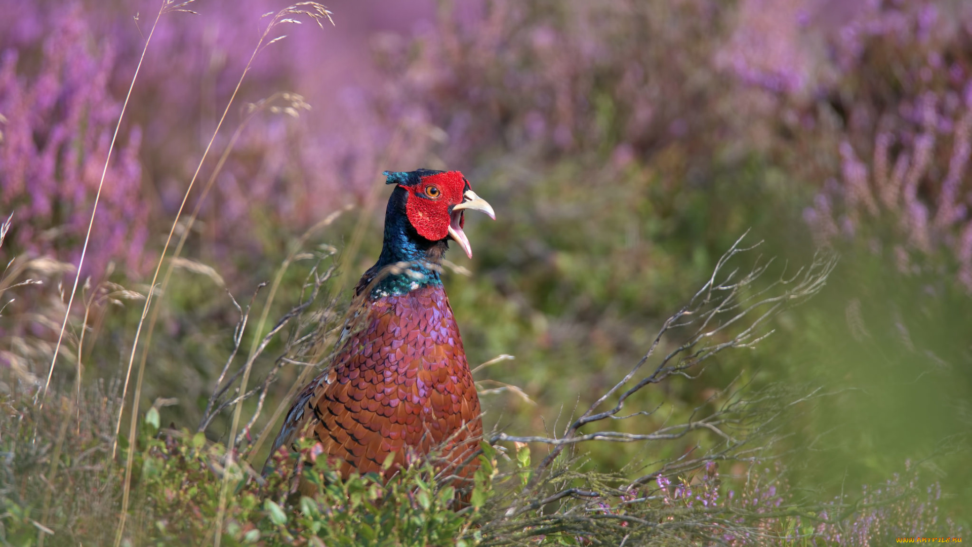 животные, фазаны, трава, птица, фазан, природа, ветки